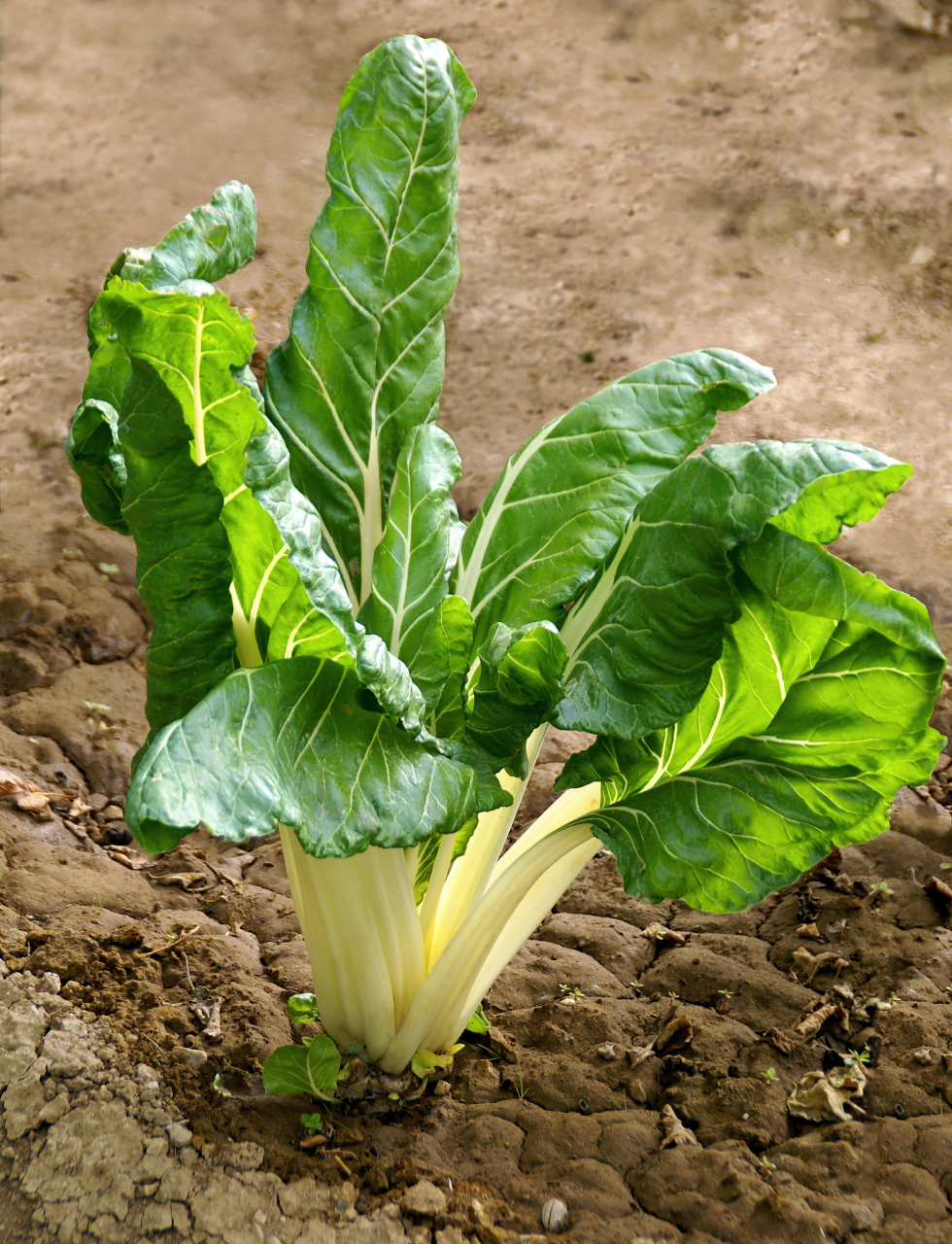 牛皮菜种植时间与方法  牛皮菜的种植时间一般在8-9月份,不同地区播种