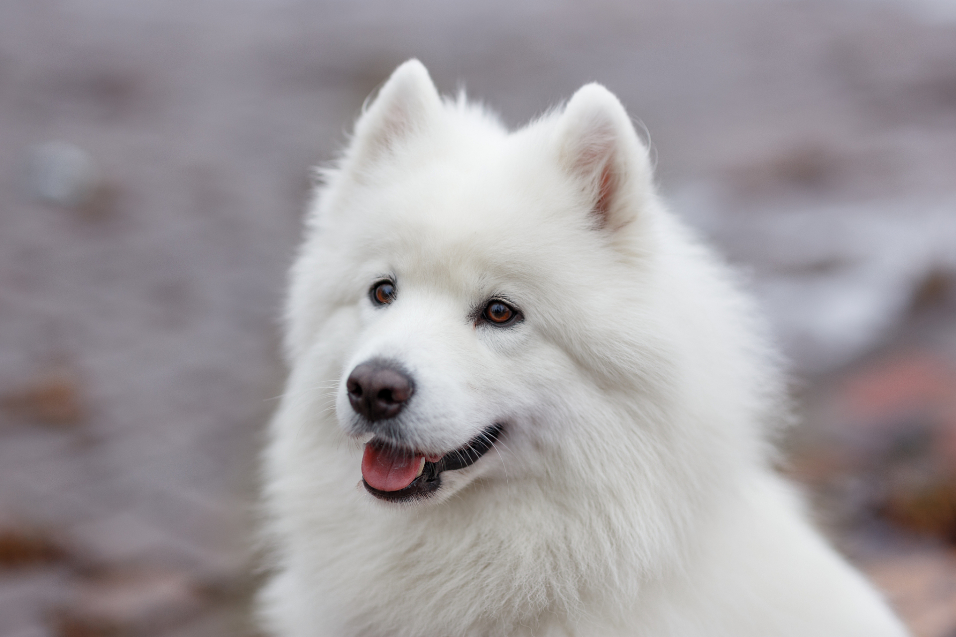 萨摩耶德雪橇犬图片