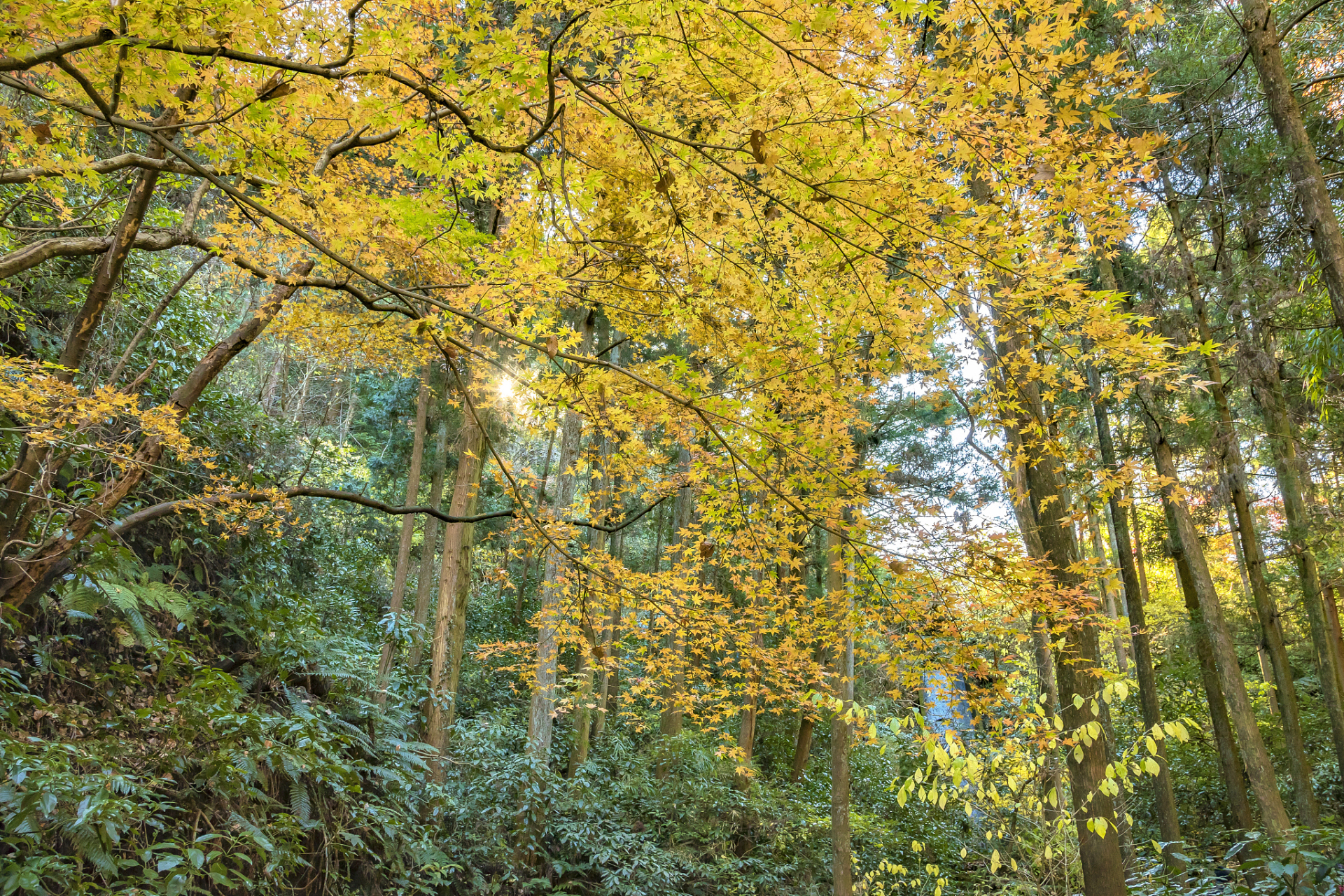 赏秋登高,重庆秋天的壮丽山景 是的,重庆的秋天还有一项不可错过的