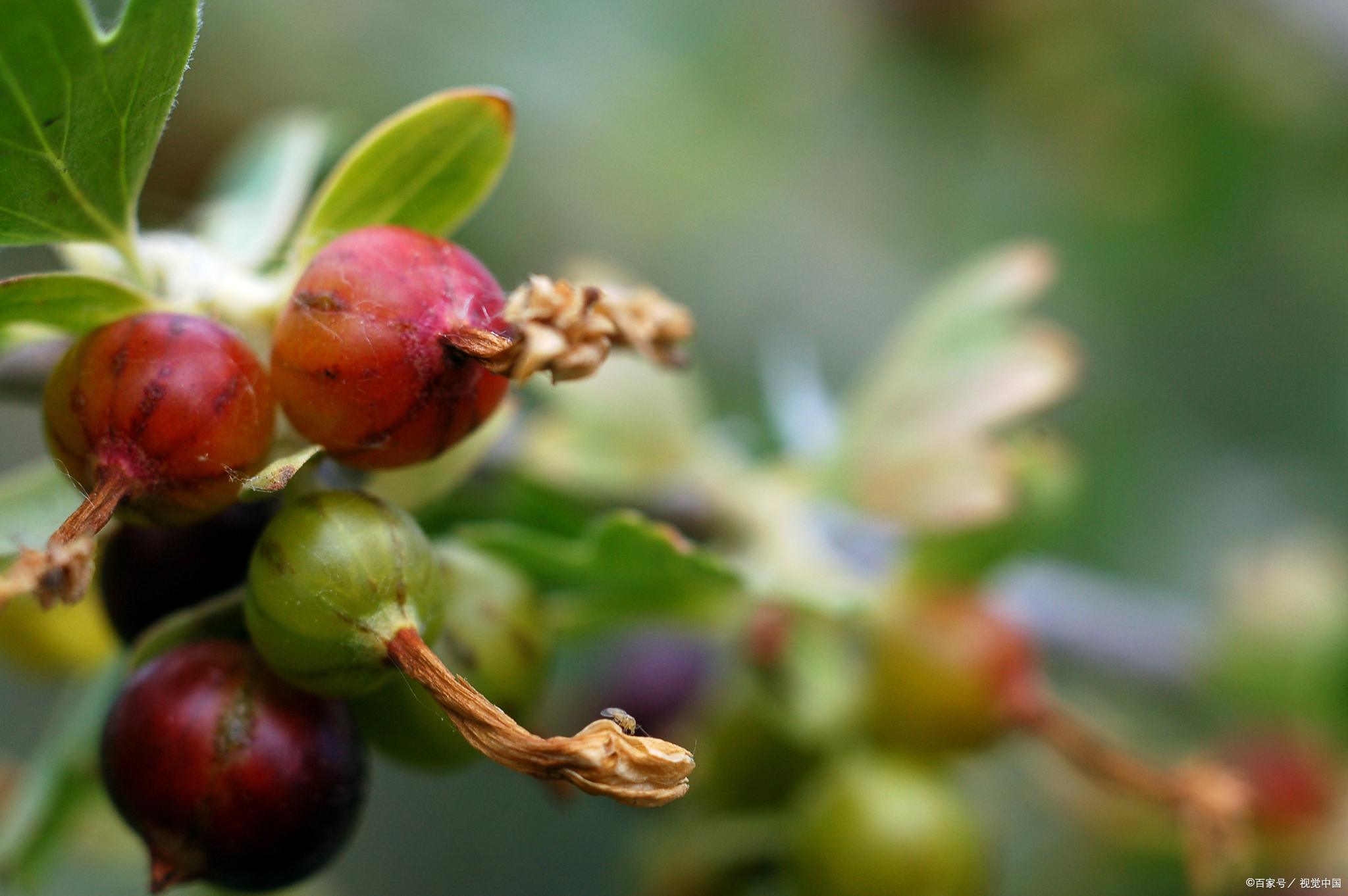 灯笼果:功效与作用,让你的健康更添光彩 灯笼果,一种营养丰富,具有多