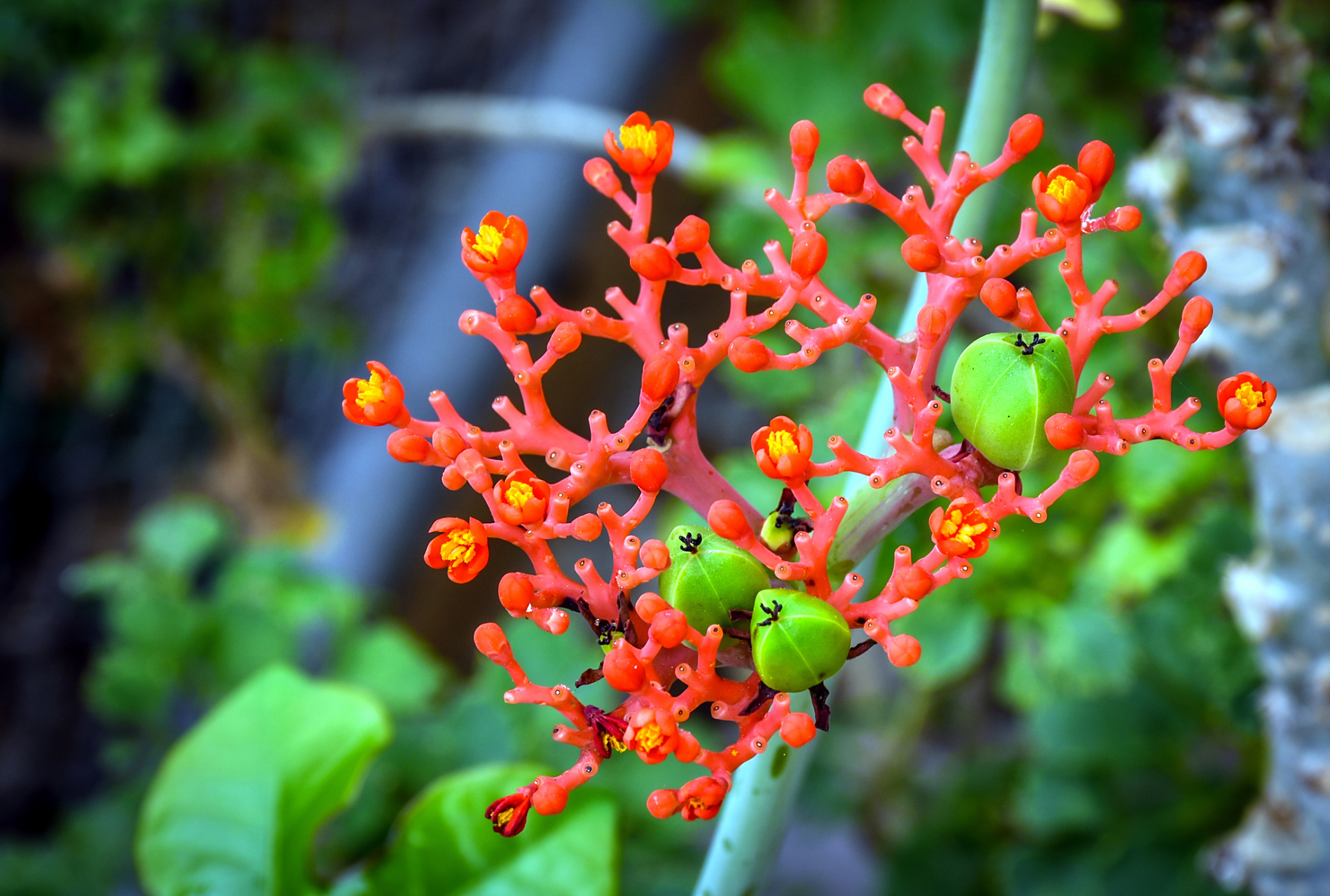 红雀珊瑚的养殖方法和注意事项  红雀珊瑚是一种美丽的水生植物,以下
