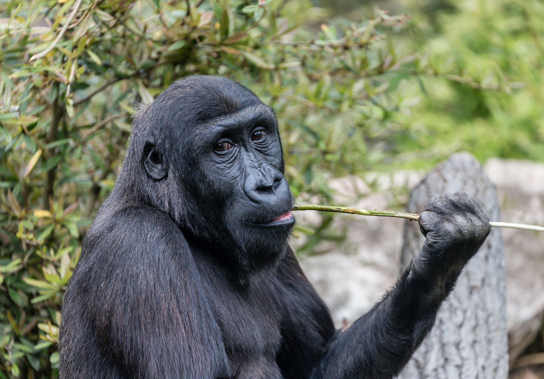 猩猩被游客扔瓶子砸头后扔回反击# 网友爆出吉林一动物园内,一游客用