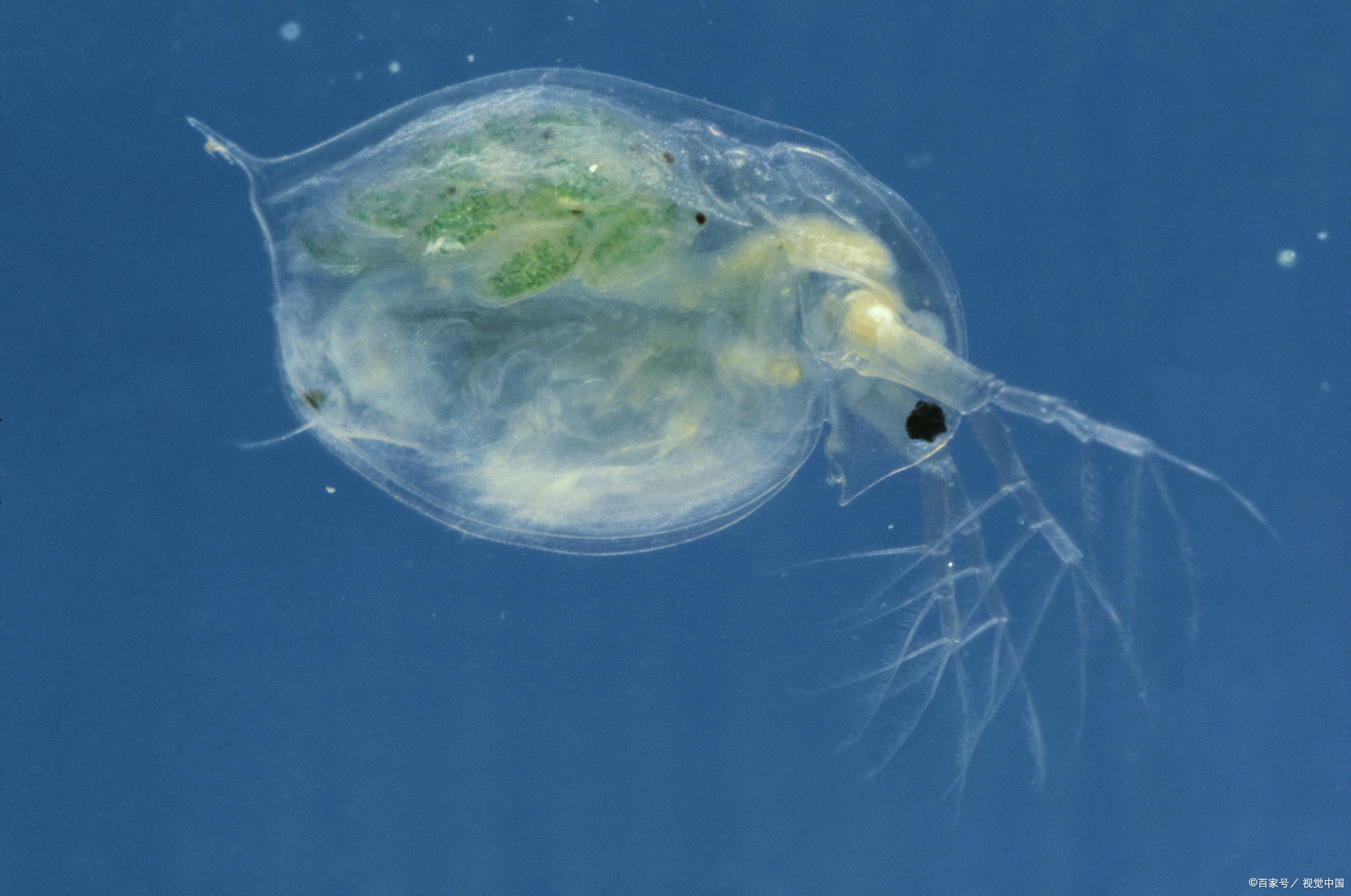 大型蚤在水环境监测的意义和作用