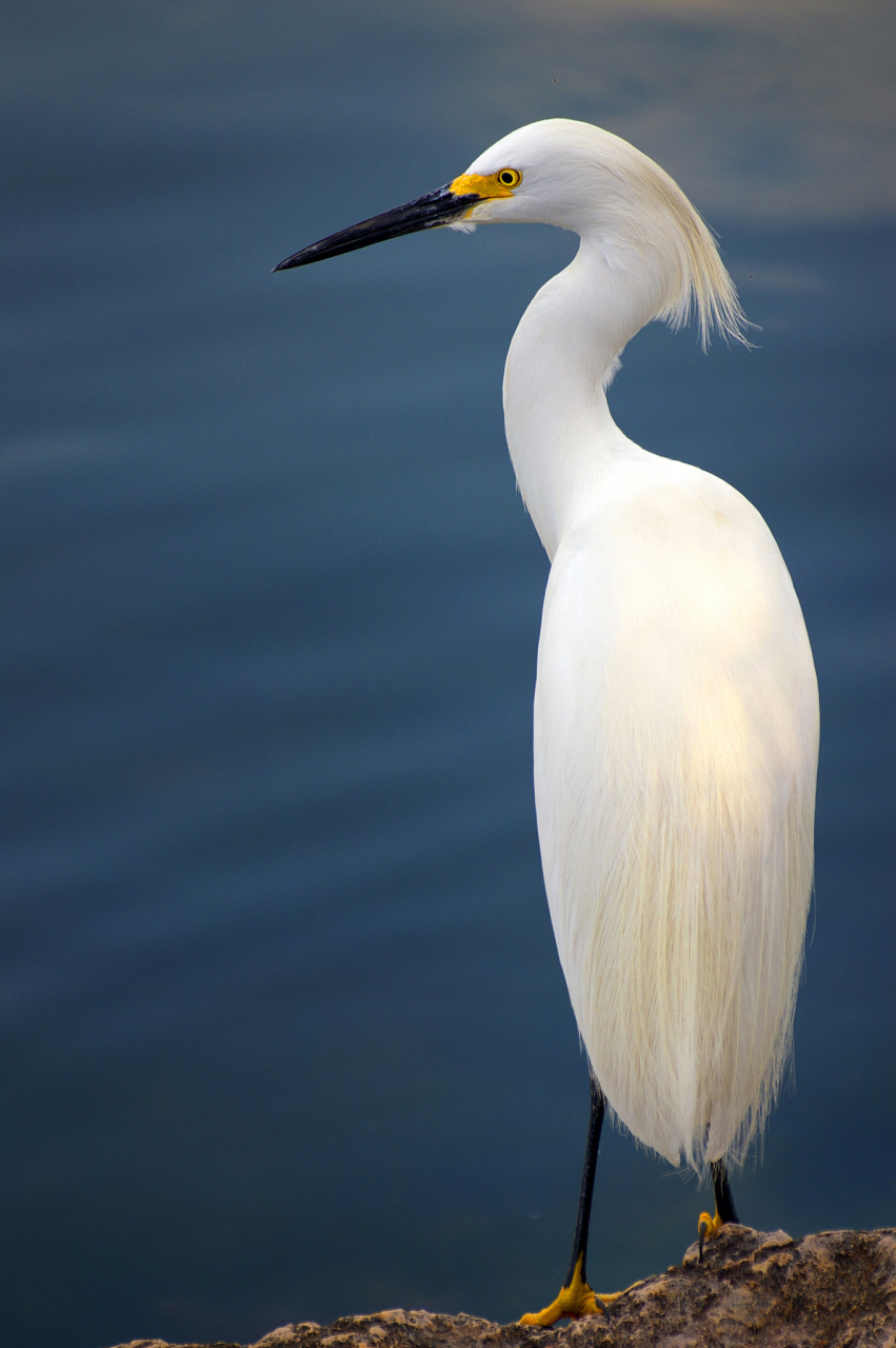 秋日生活创作季# #白鹭# #诗词# #原创诗词