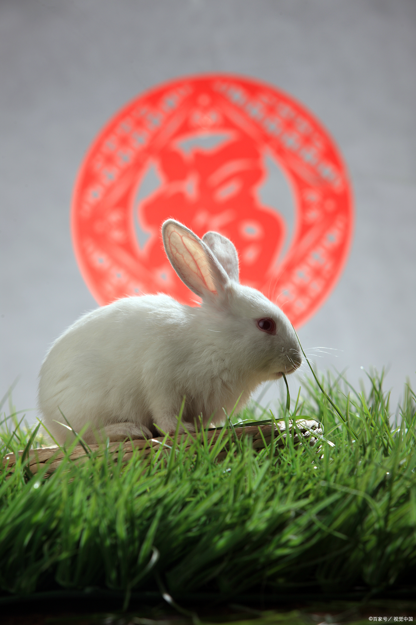 属兔的人,今年要主动迈出舒适圈,提升社交能力,不然可能错失贵人相助