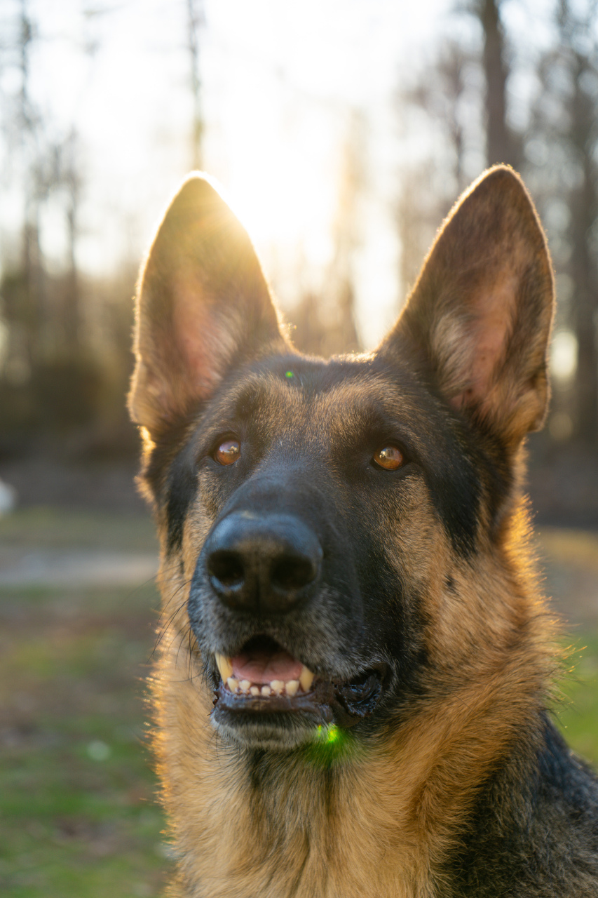 马犬,全称为马里努阿犬,原产于比利时,是比利时牧羊犬的一种.
