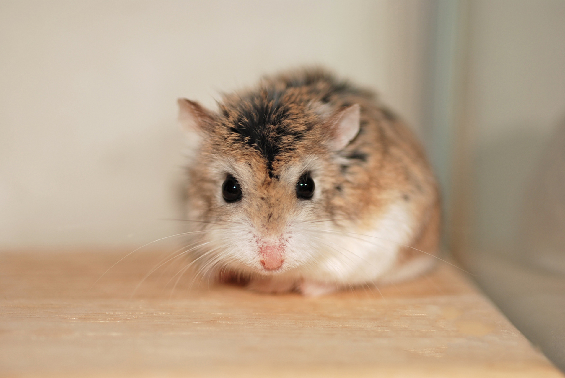 它们体型小,饲养空间需求不大,且食物以仓鼠粮为主