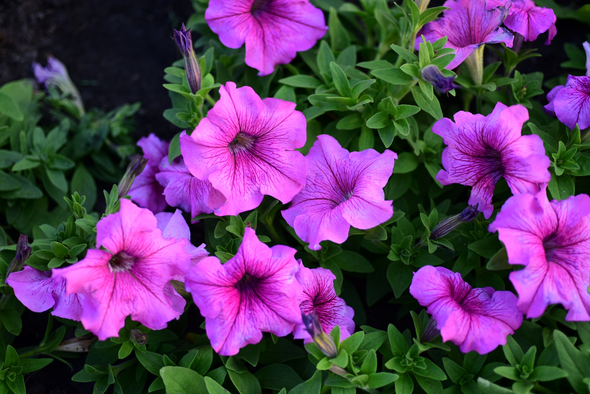 夏瑾:花期特别长,从夏天一直开到深秋.