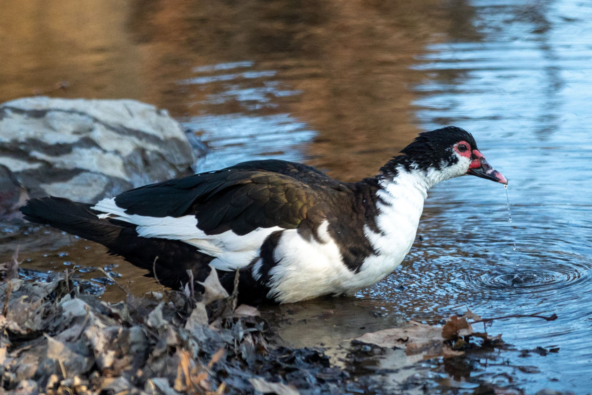 青头潜鸭也叫东方白眼鸭,青头鸭,是季节性迁徙鸟类,主要分布于东亚及