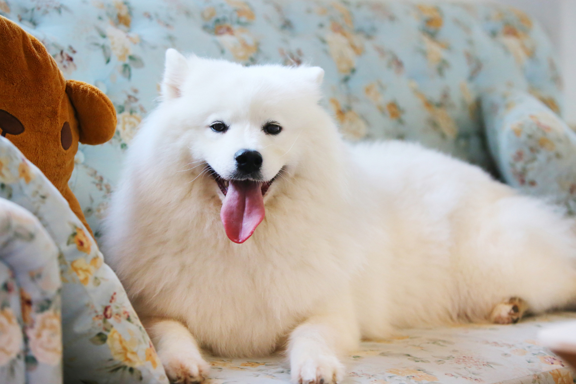 情侣吵架将萨摩耶从8楼扔下#   近日,一则"情侣吵架从8楼将萨摩耶扔