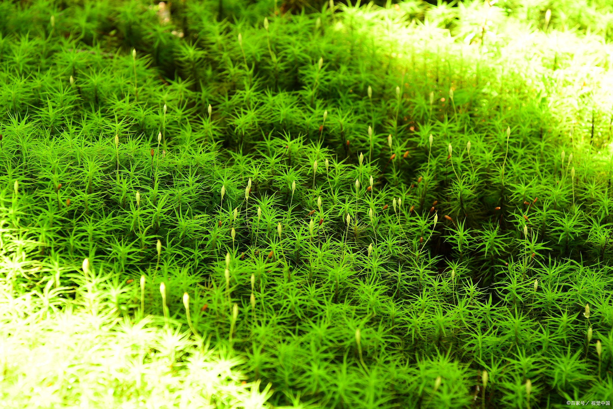大对叶水草种植教程,新手到专家的完美攻略,让水族箱焕发活力