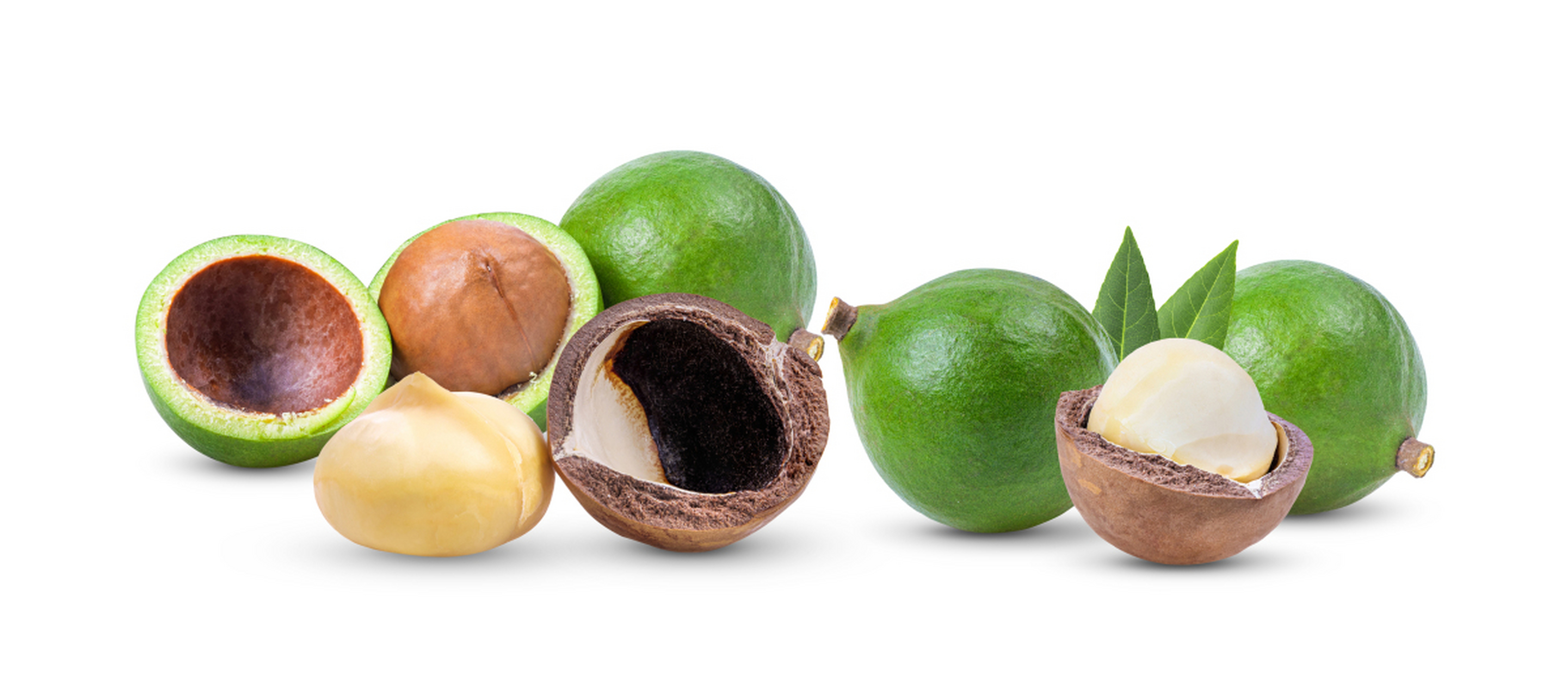 澳洲坚果(学名:macadamia ternifolia f. muell.