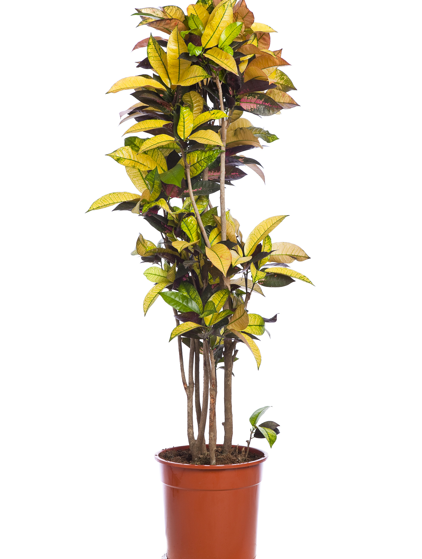 叶子叶片黄绿相间的植物