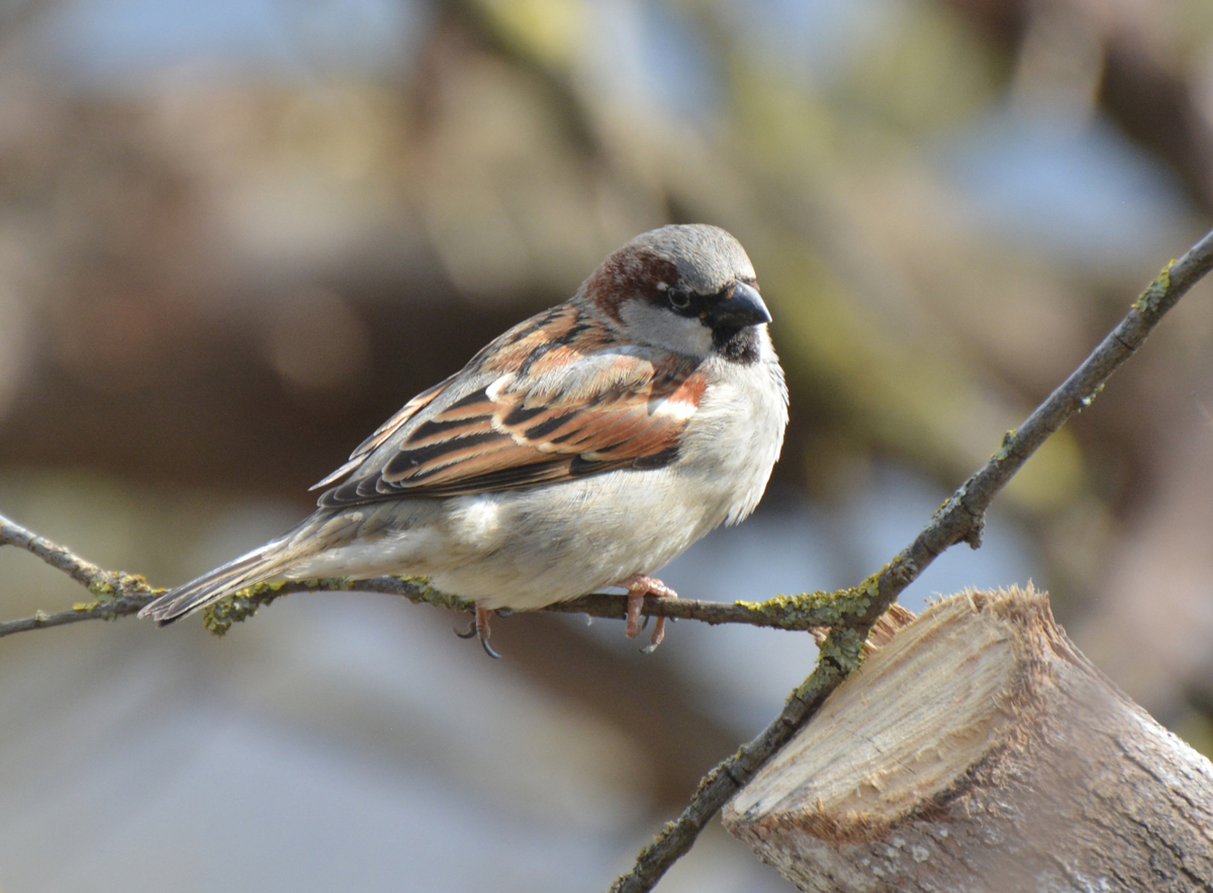 一只鸟飞到了课堂上,老师于是问学生:"这只鸟是什么鸟?