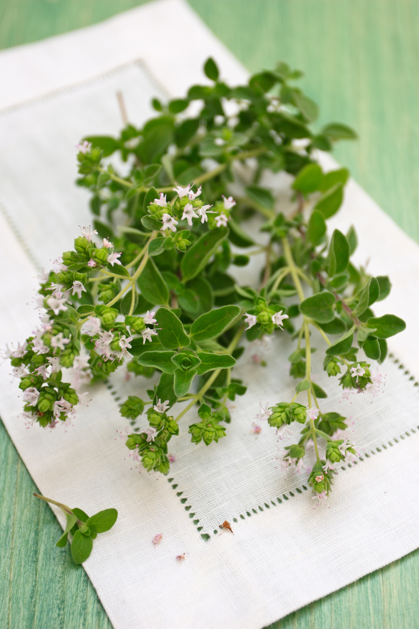 [原文:尤加利的花语和寓意]