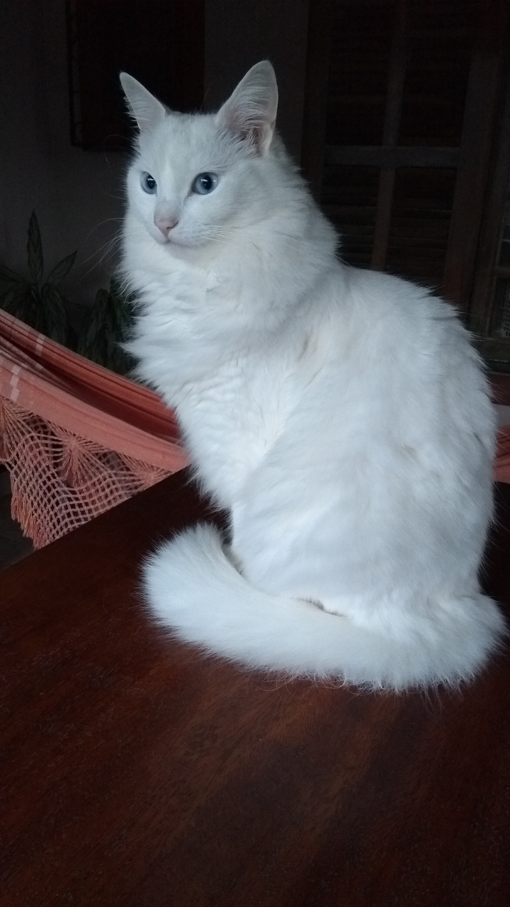 山东狮子猫是猫界中的一种,产自中国山东省临清市,拥有优雅的外形和