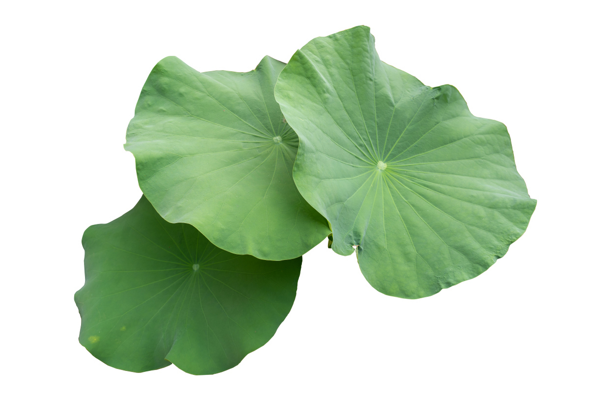 荷叶洗干净切碎,水煎取汁,放入绿豆煮熟,,入冬瓜煮制酥烂,加白糖调味