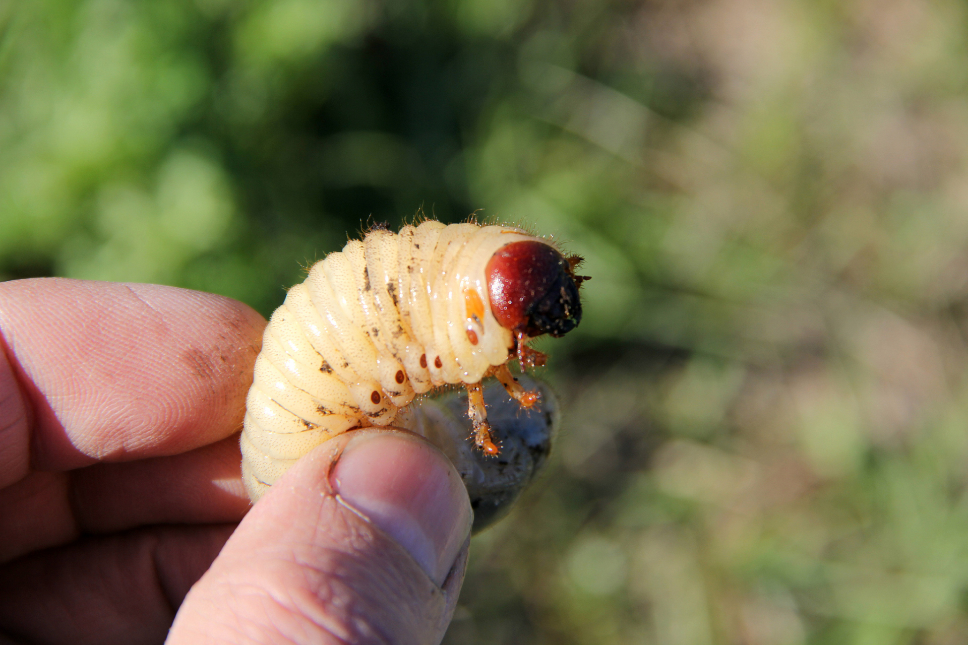 农村野生葛根虫是一种被誉为野生珍品的美食,其口感鲜美,营养丰富