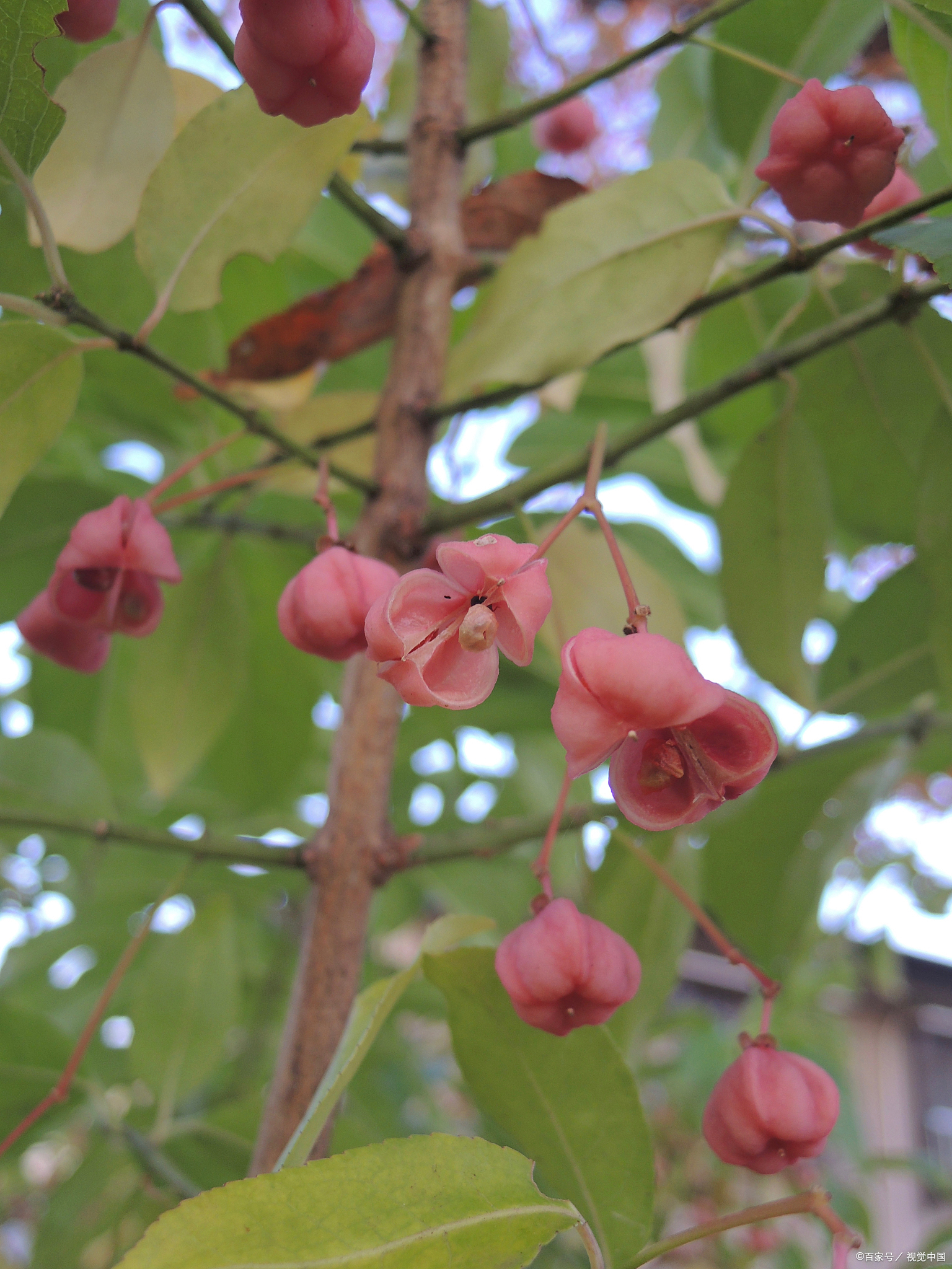 小叶垂丝海棠盆栽要怎样养护才能开花?