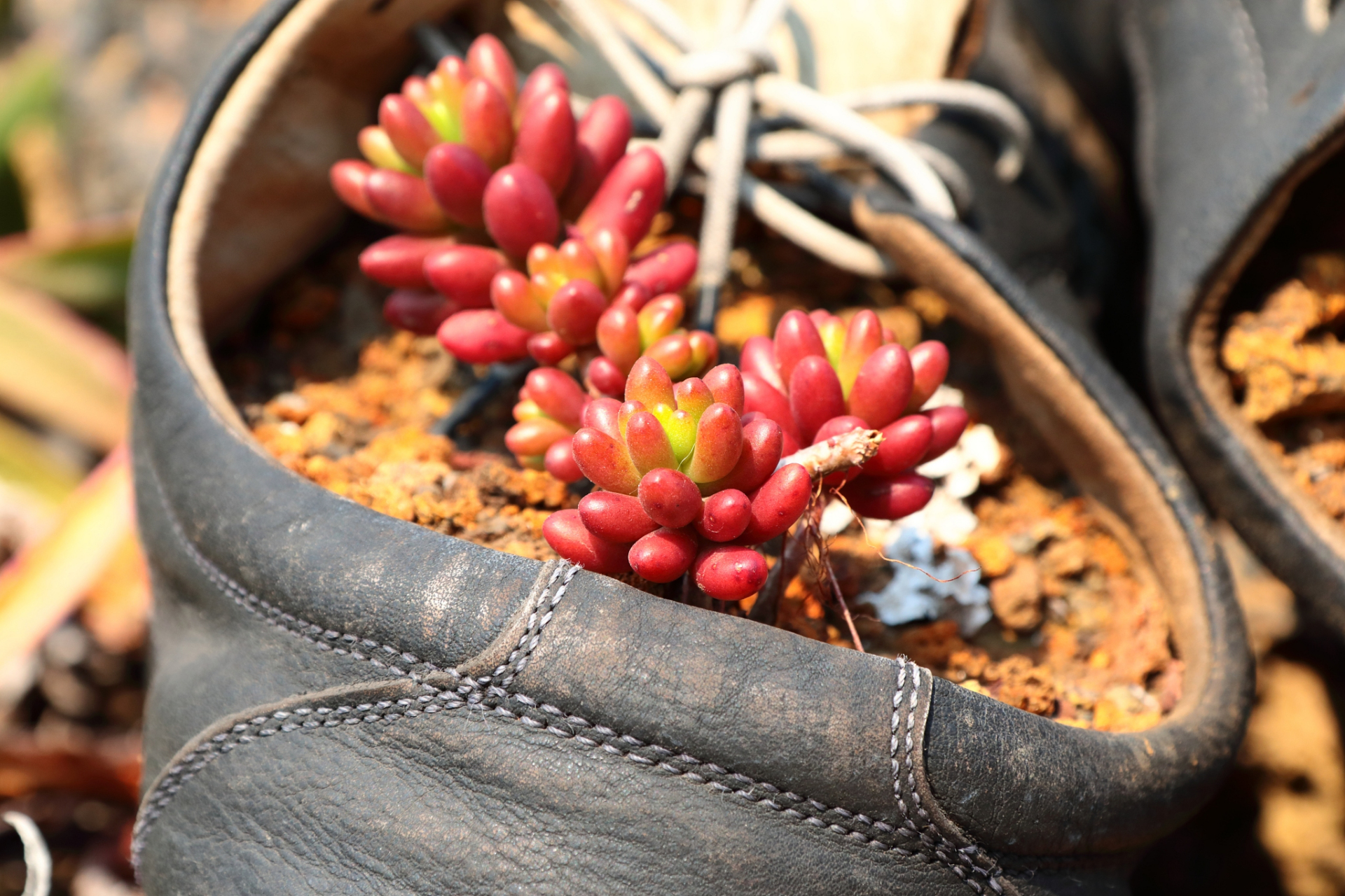 本文介绍了在克罗地亚养护多肉的方法,包括阳光照射,适度浇水,良好的