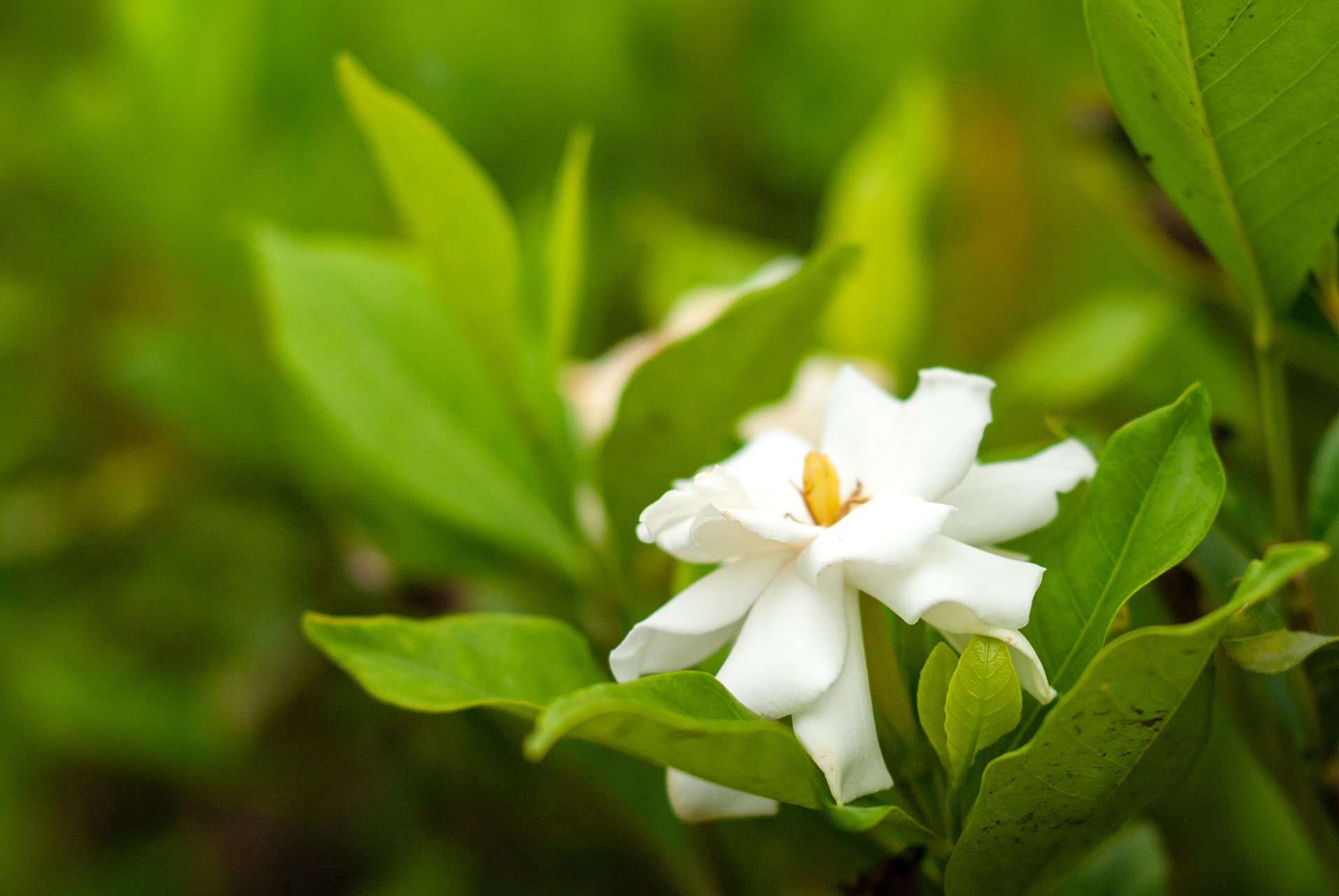 栀子花是一种常绿灌木或小乔木,属于茜草科栀子属.