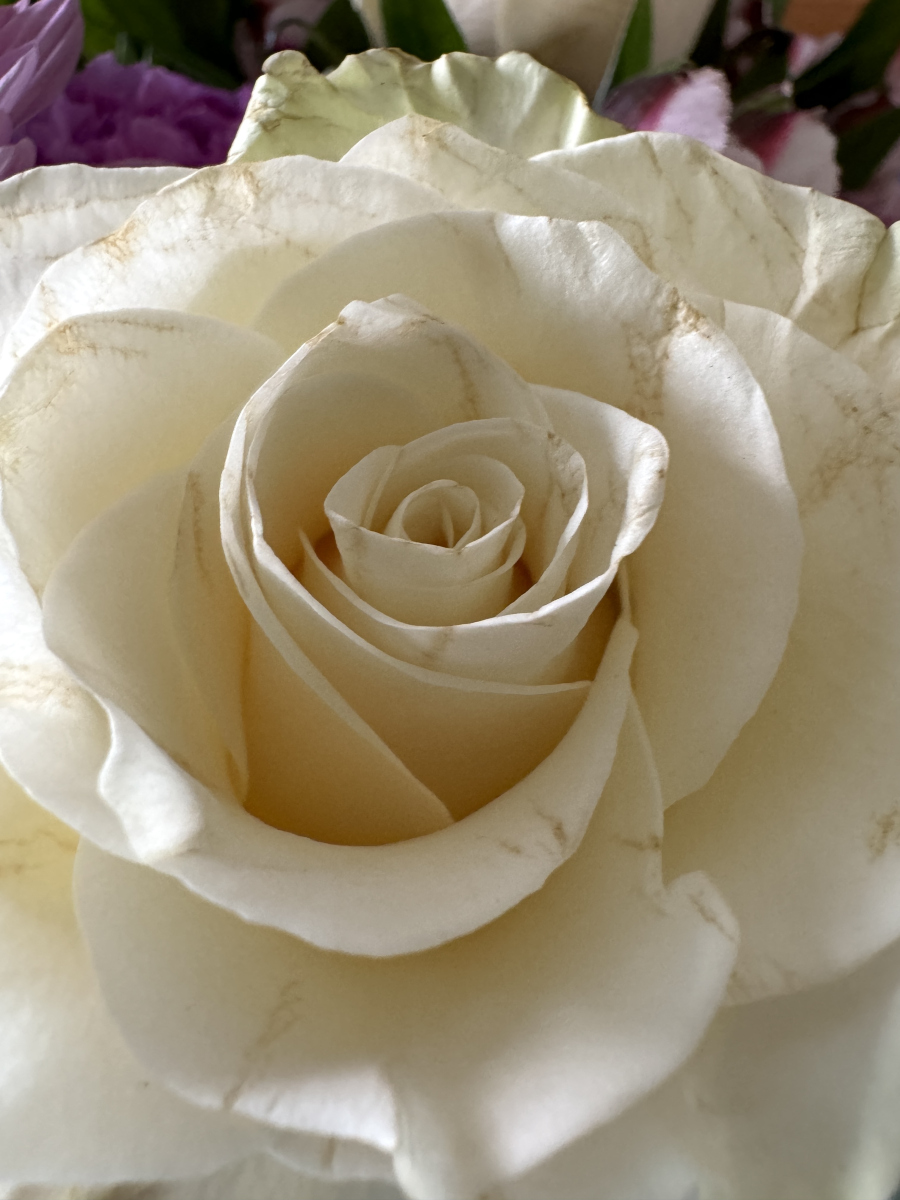 十一朵白玫瑰的花语和寓意