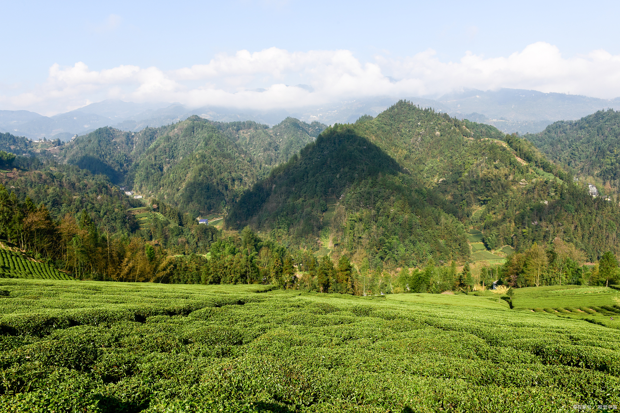 茶葉產地區劃,我國的四大茶區!