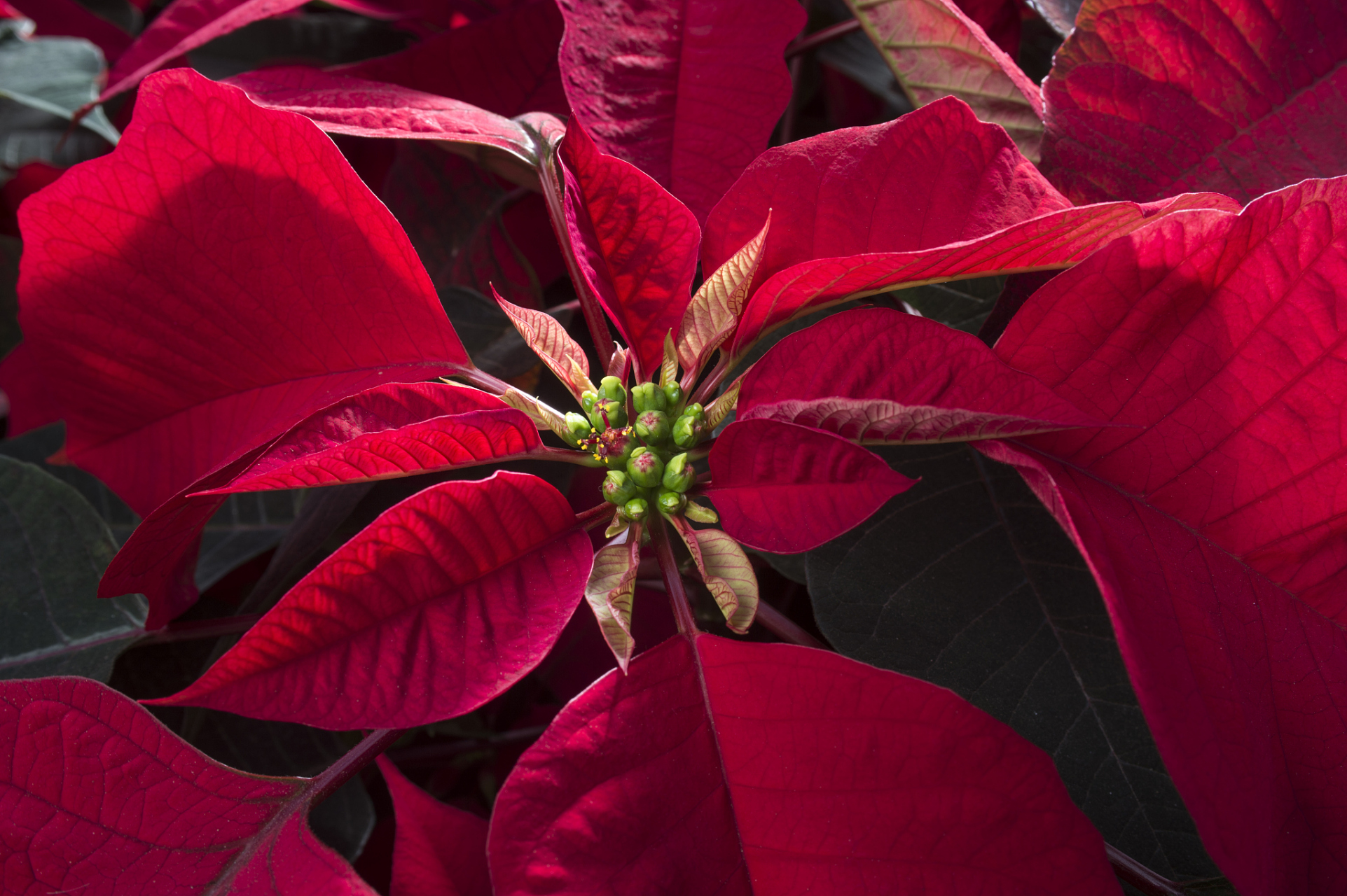 一品红# 最近我养了一盆一品红96,每天都在等着它开花 终于,它在