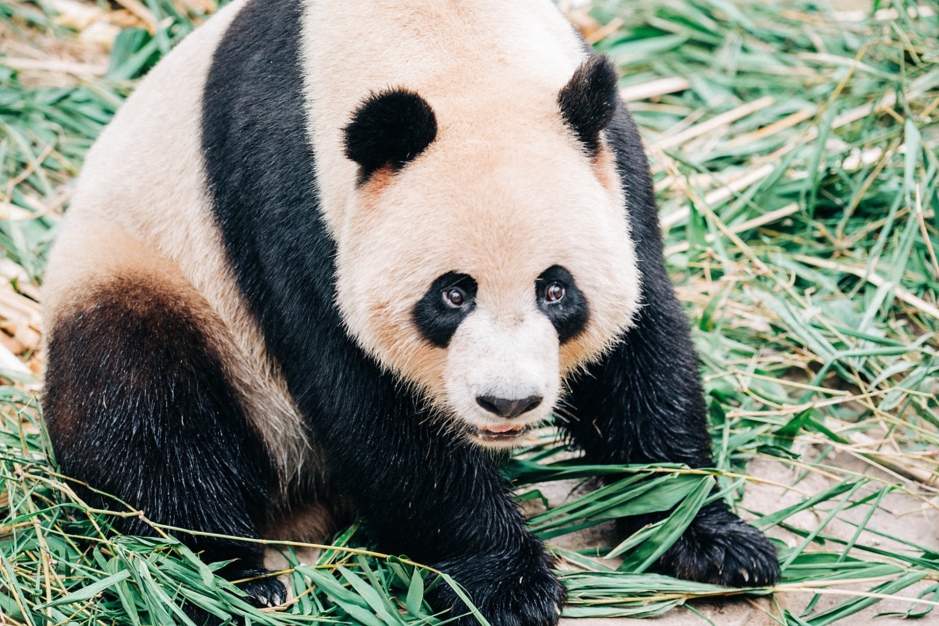大熊猫# 大熊猫的黑白相间的毛色也非常有特色,有人说它们就像是穿