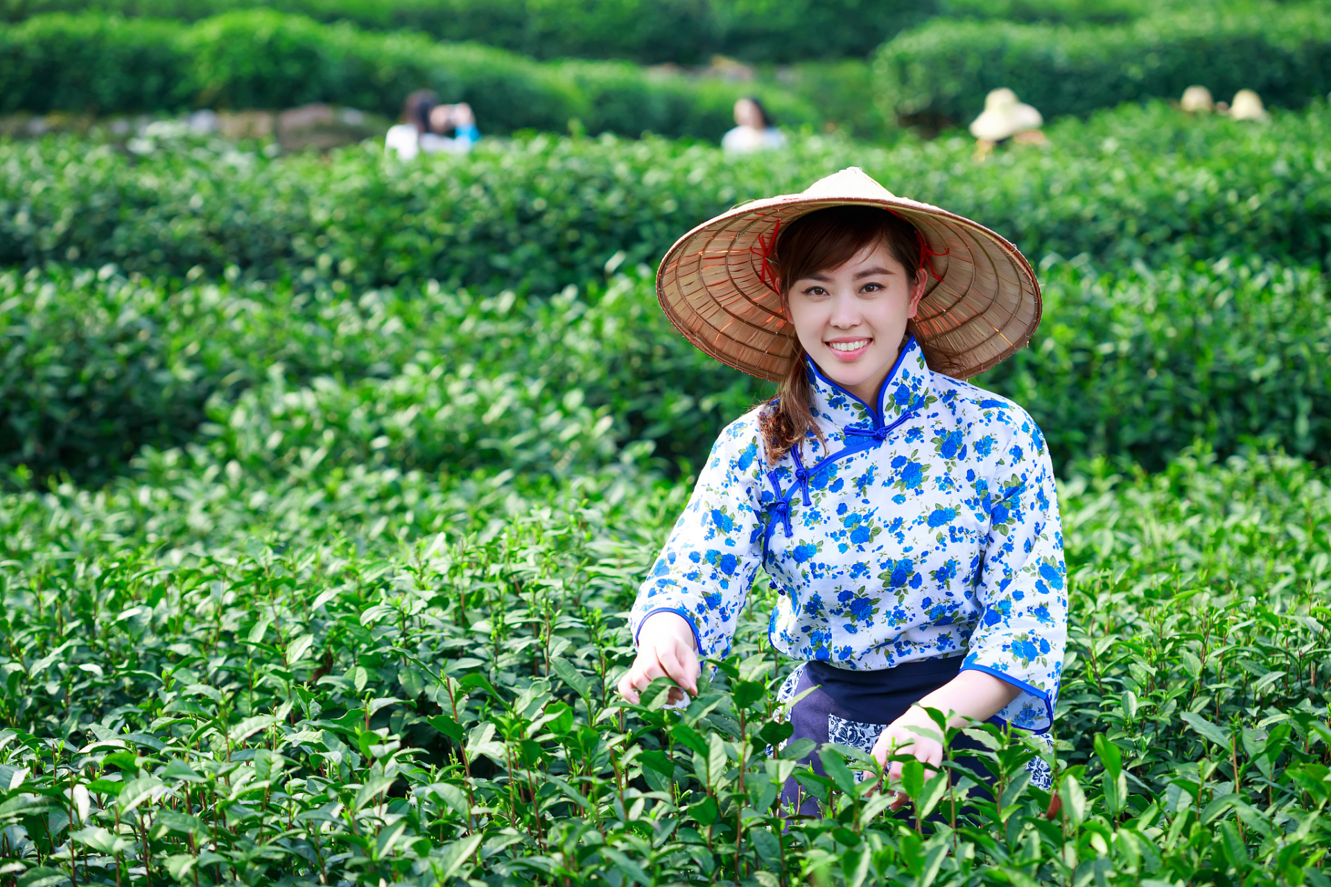 绿茶采取茶树的新叶或芽,未经发酵,经杀青,整形,烘干等工艺而制作的