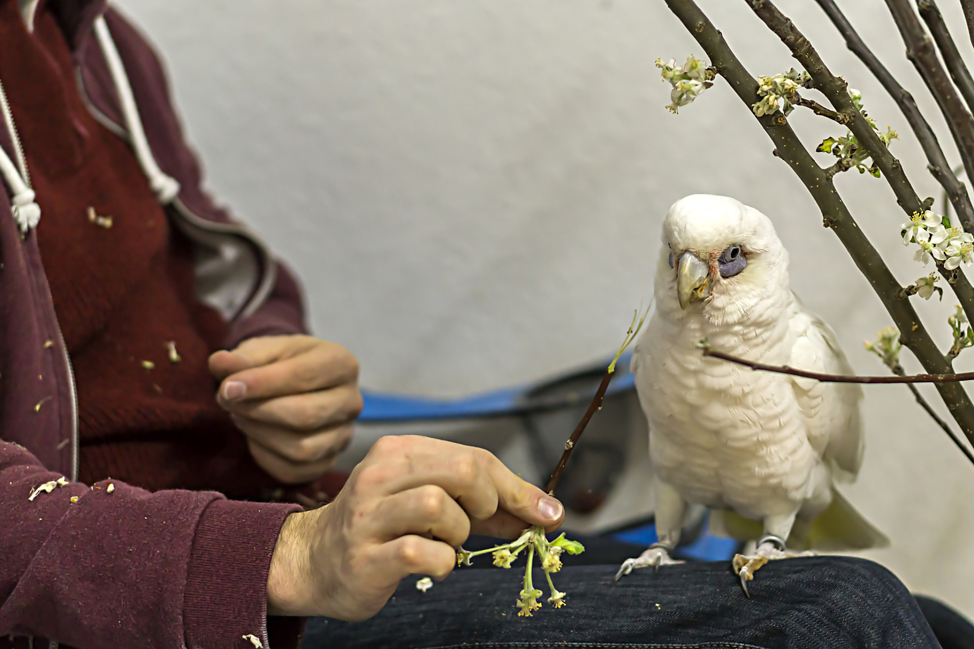 玩鸟,是一种古老而又有趣的活动.