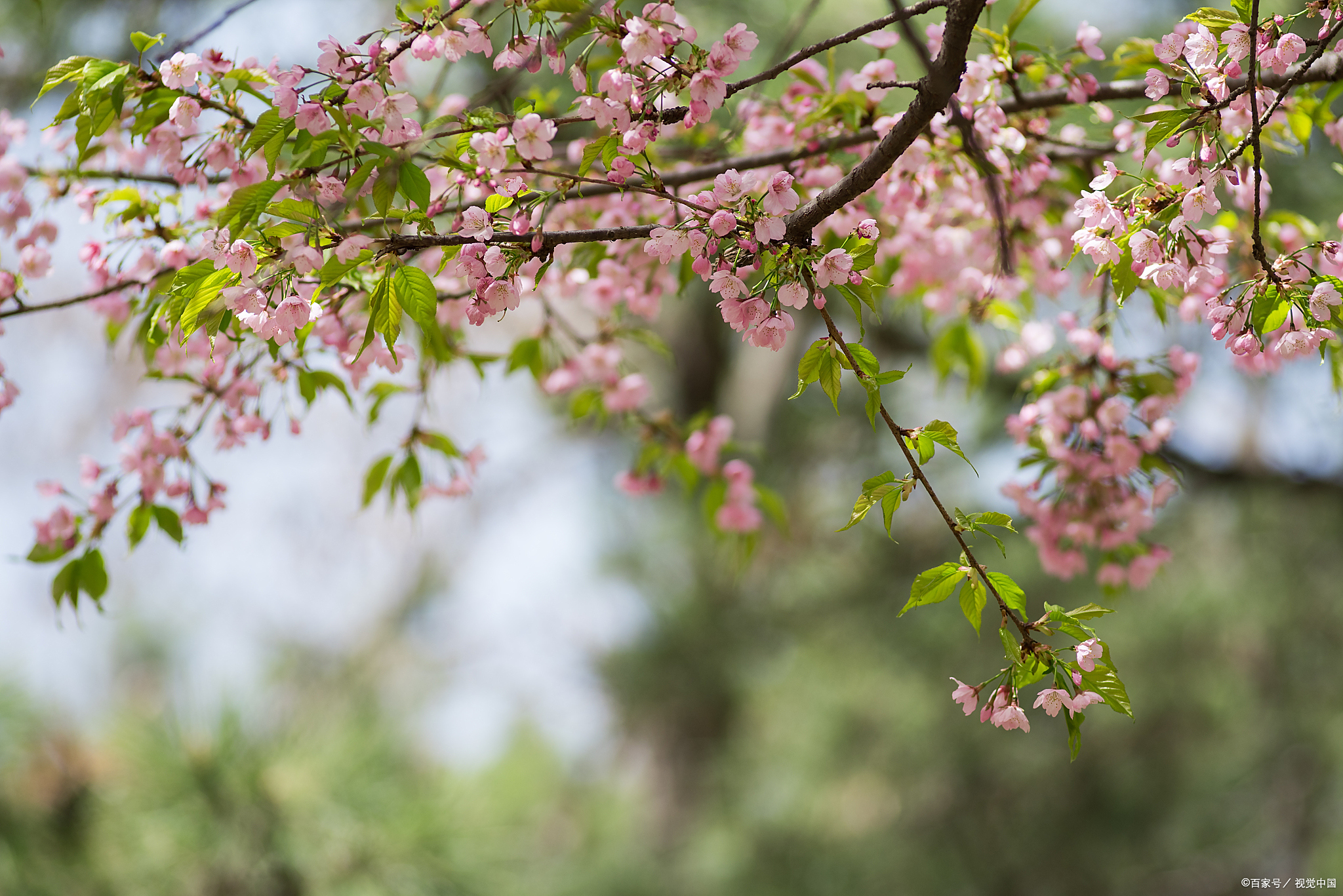 40句描写春天的绝美诗词,哪一句是你心中春天的模样?