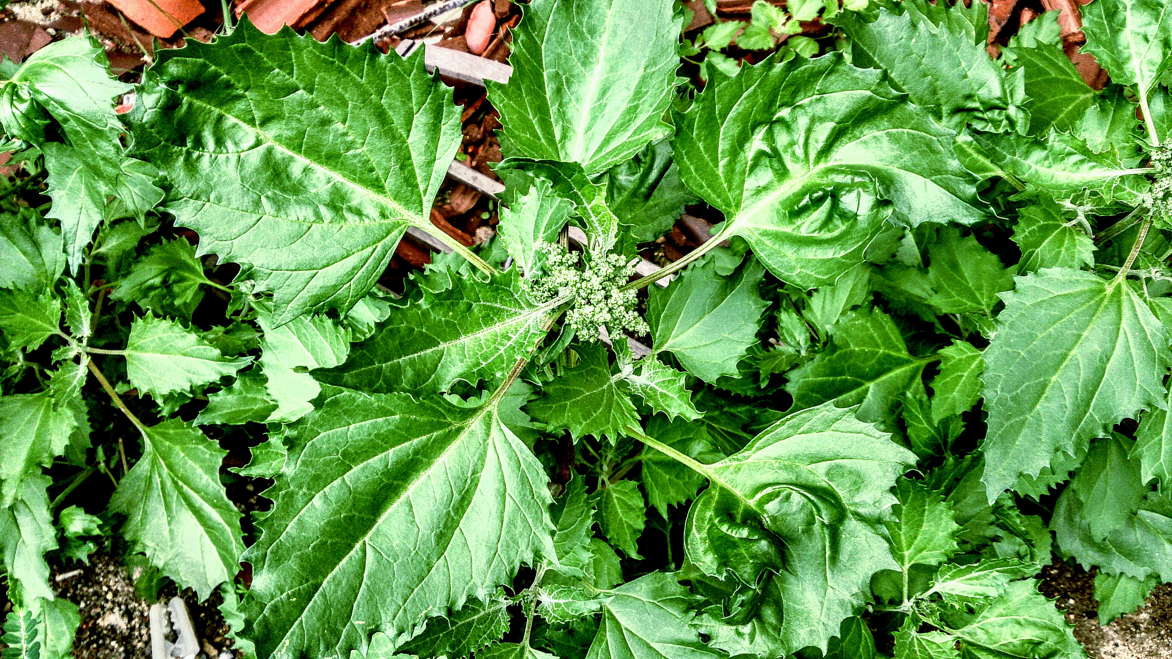 面条菜,又名麦瓶草,香炉草,是一种石竹科植物.