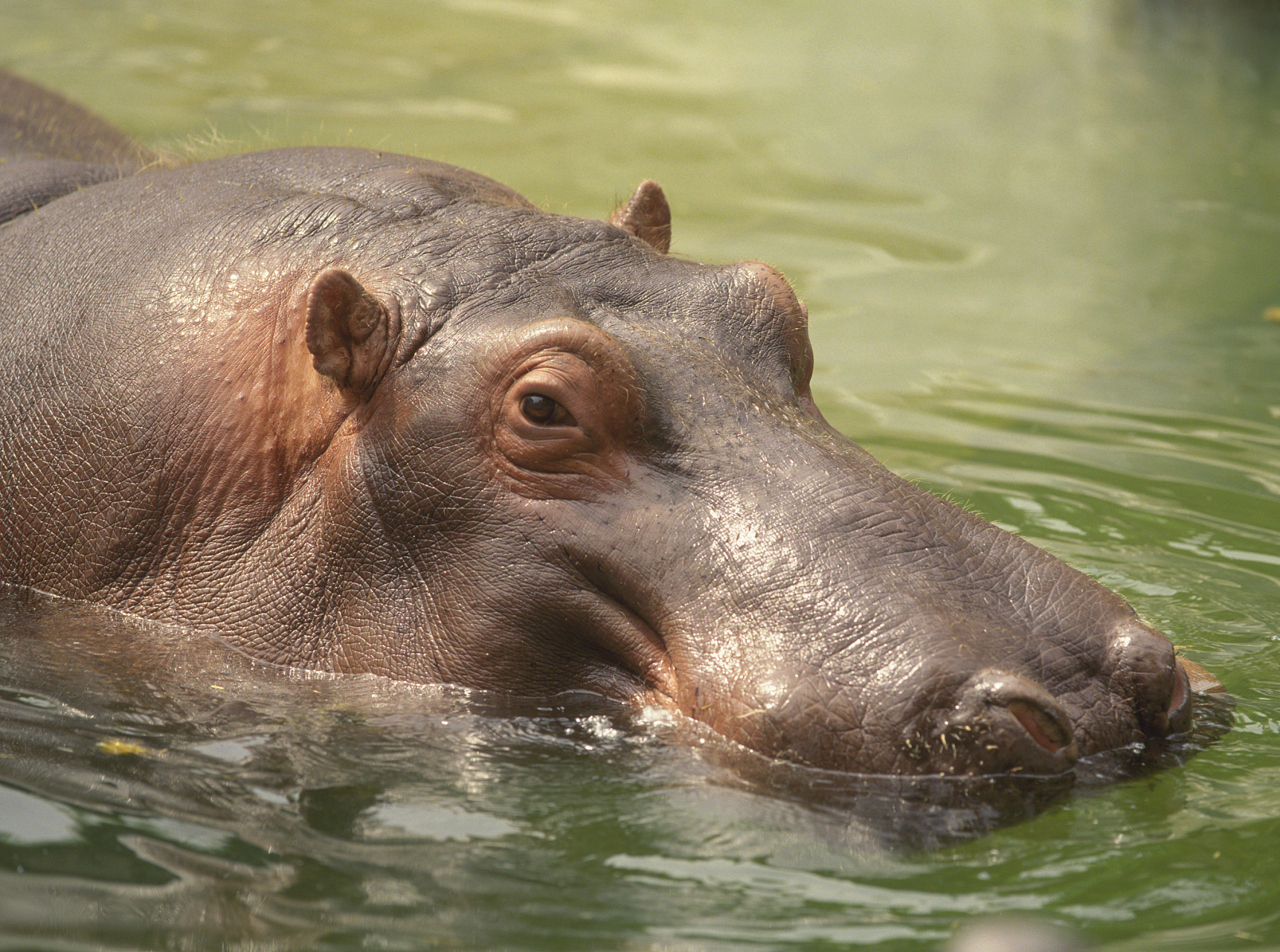 河马# #动物写真# #动物世界# 河马为什么喜欢一直呆在水里?