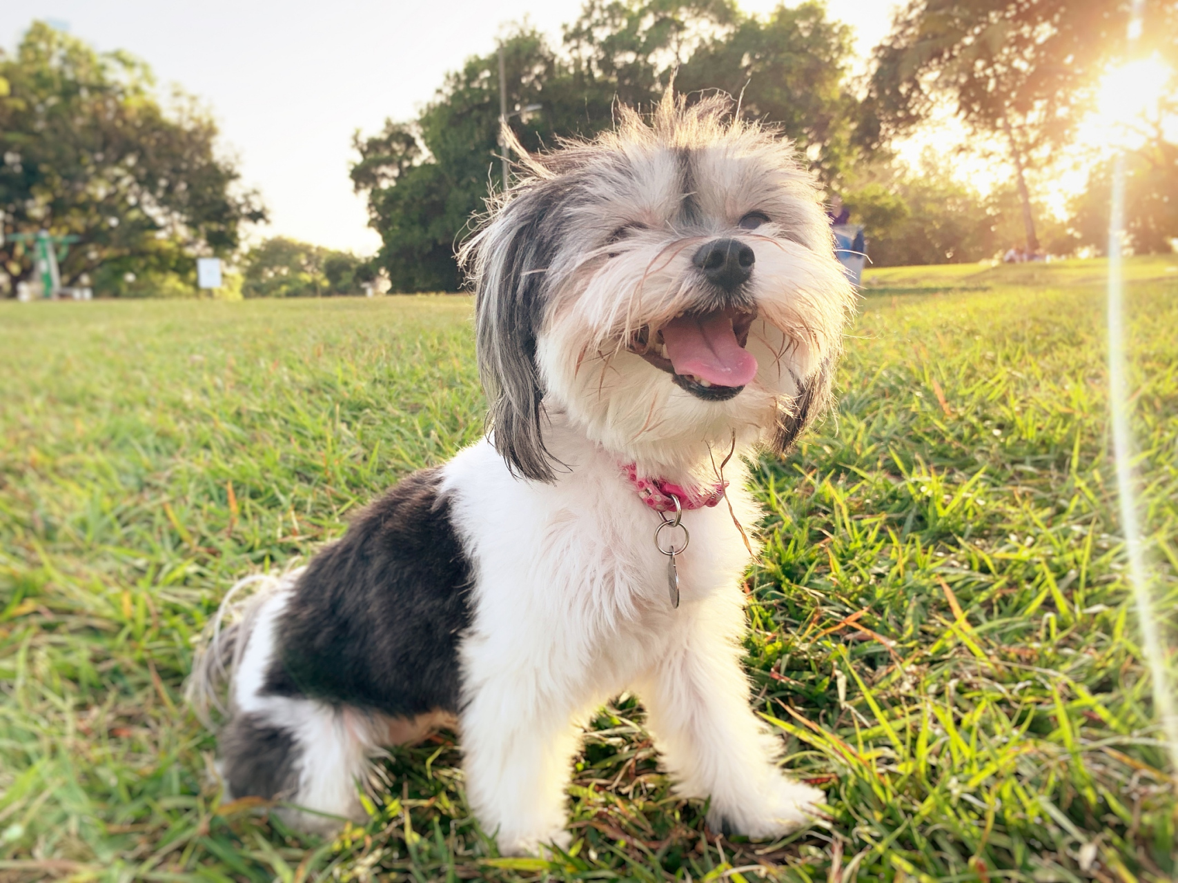 哈瓦那犬真实图片