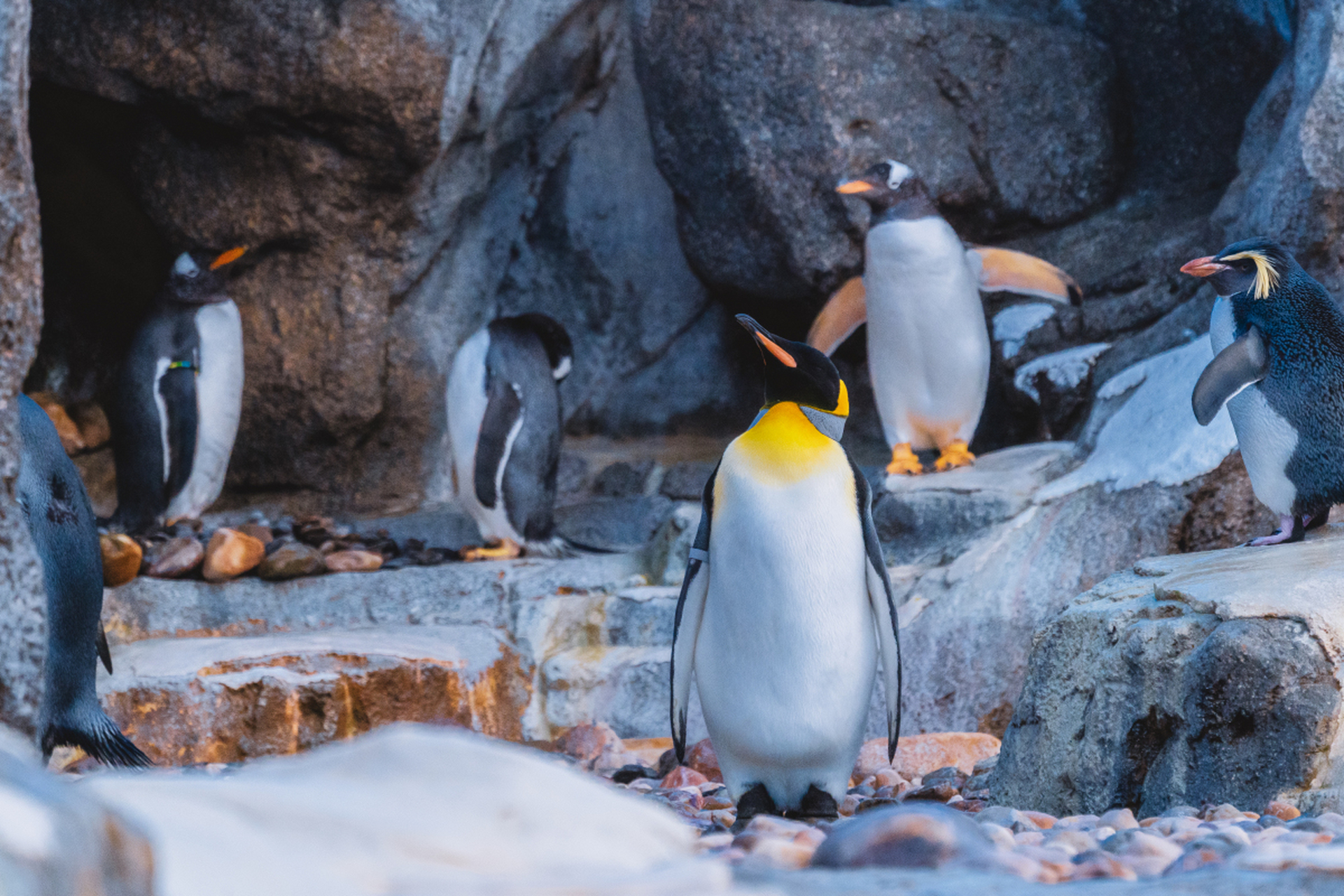 镜头里的春天# 春季游玩大连老虎滩极地馆,春色与企鹅的互动构成了一