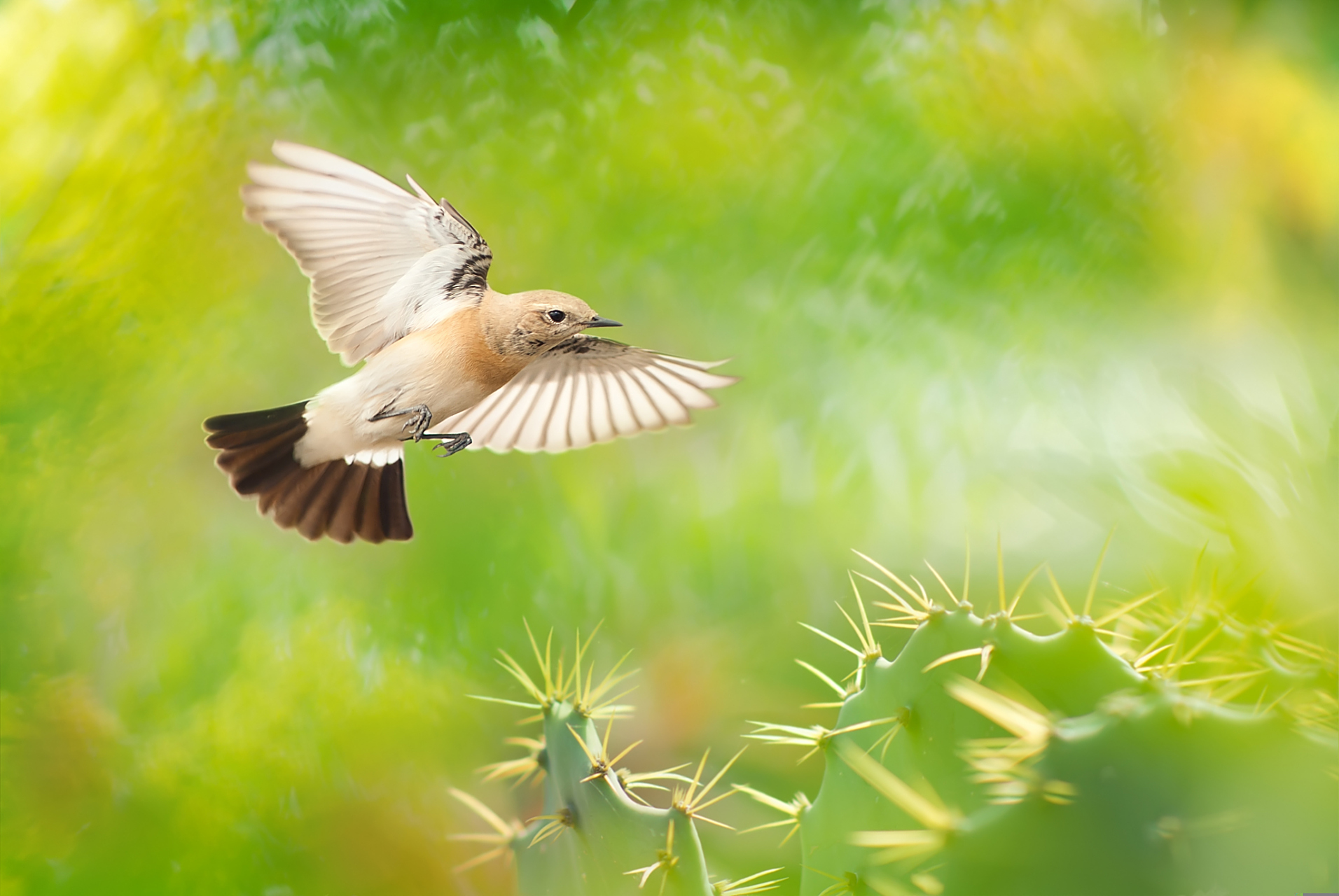 一只鸟妈妈告诉小鸟:"你要珍惜每一次飞翔,因为飞翔是我们最自由的