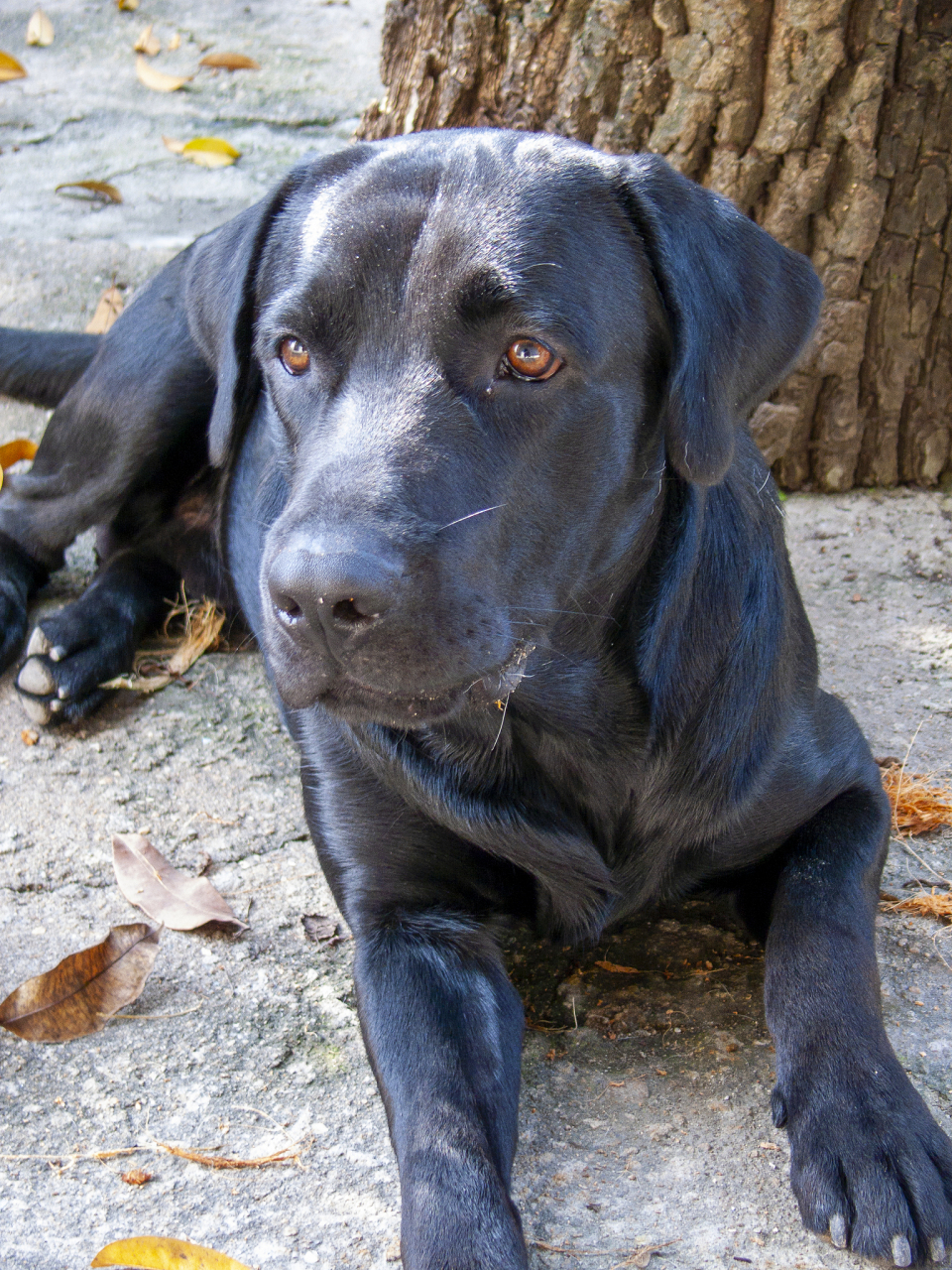 拉布拉多猎犬是一种非常受欢迎的犬种,以其忠诚,友好和温和的性格而