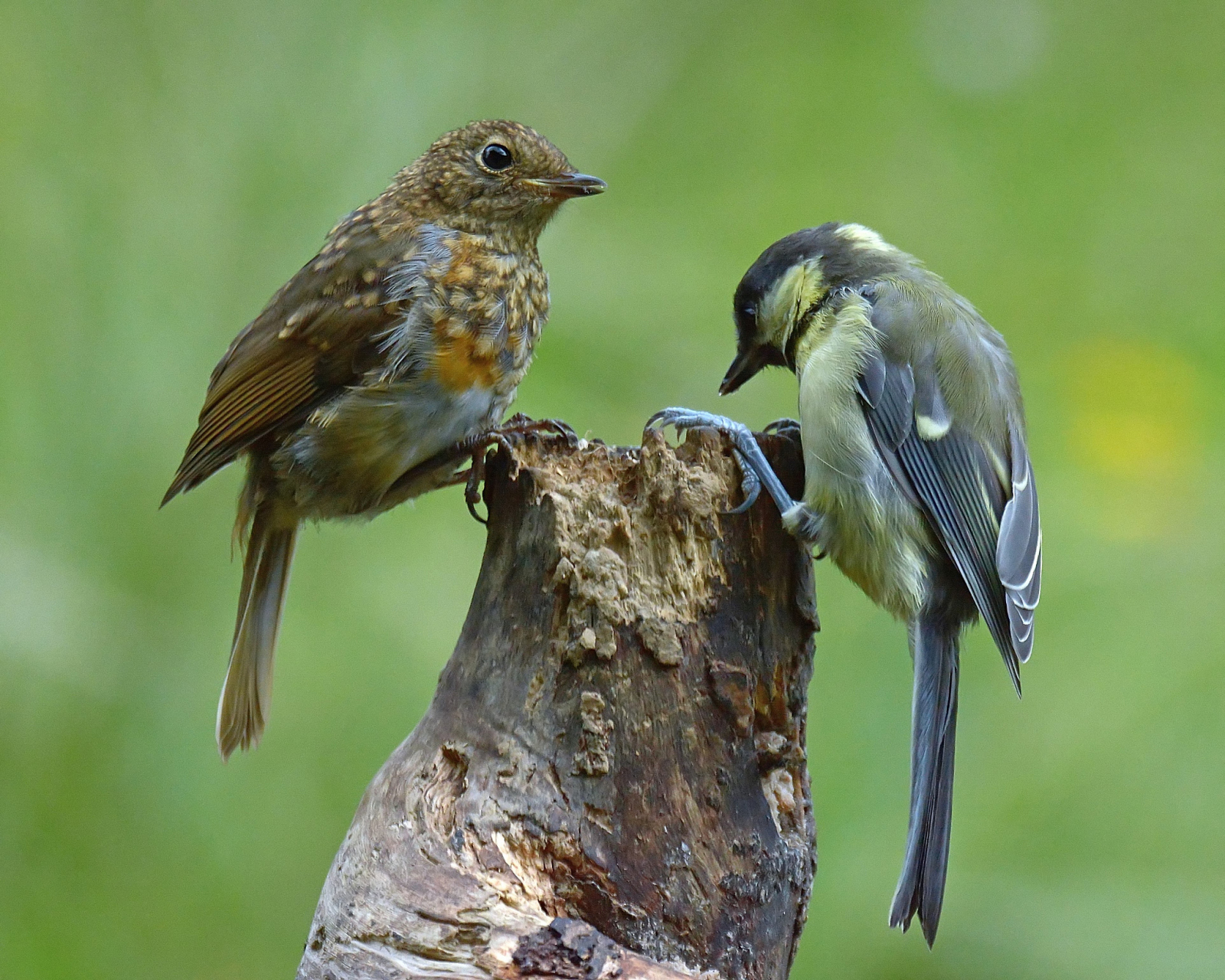 鸟儿的叫声是一种复杂的交流方式,传递着各种信息,包括领地宣示,警告