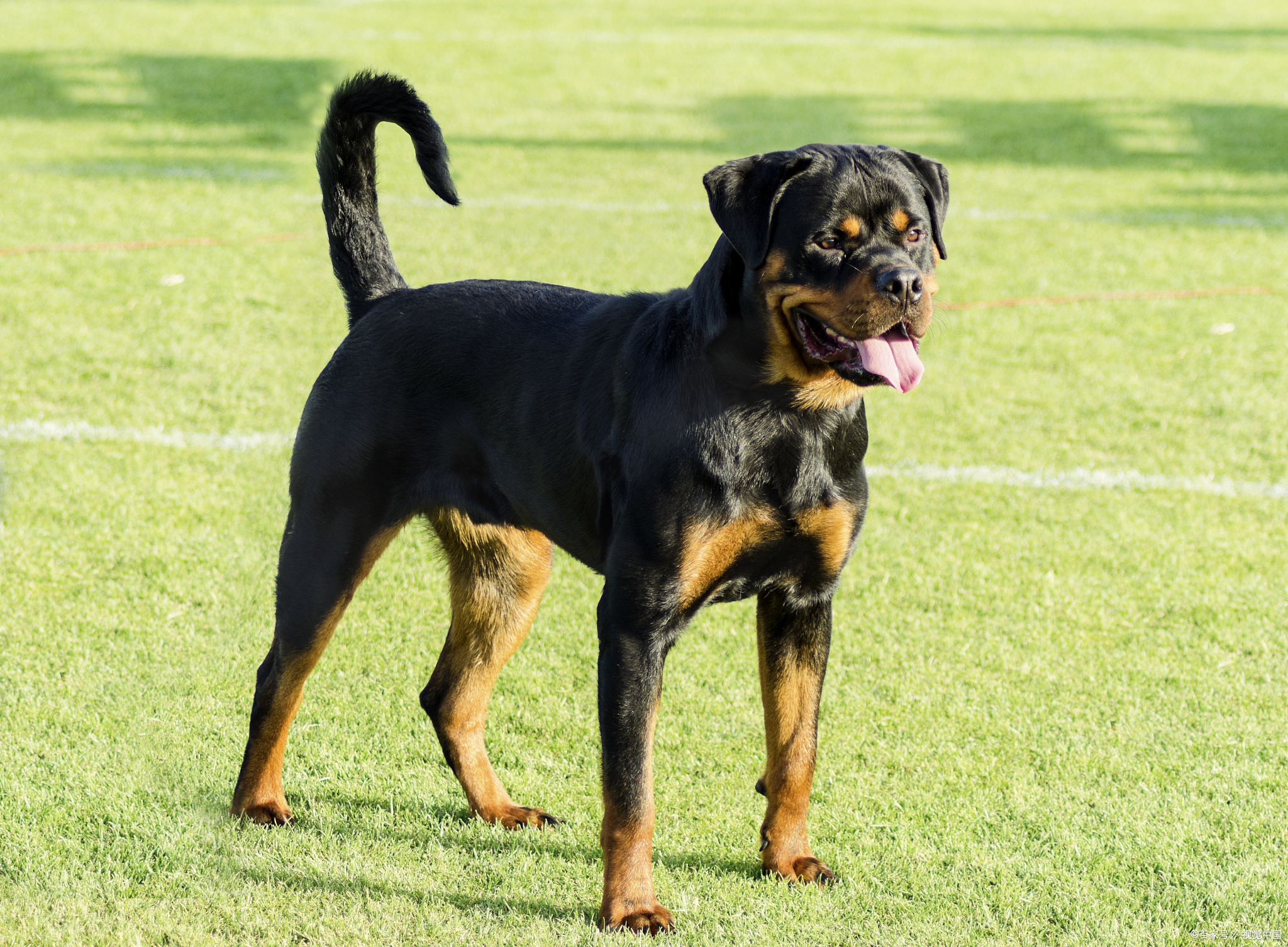 100多种名犬图片