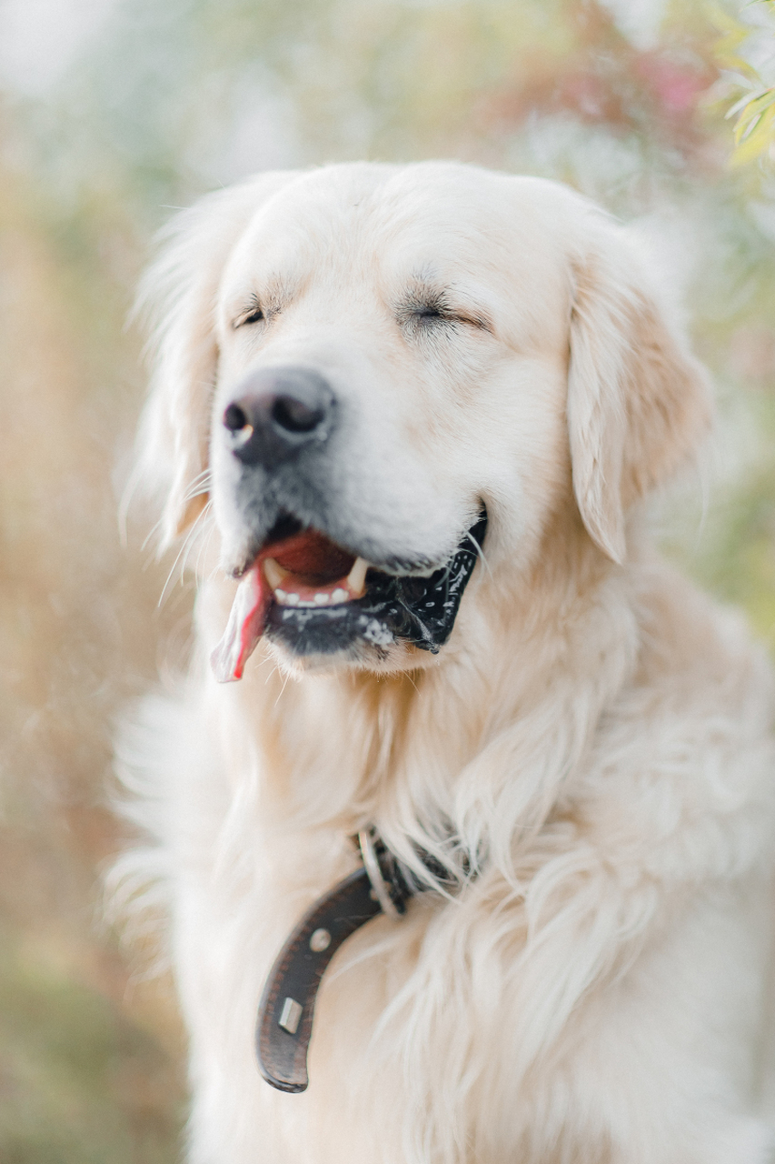 制定合适锻炼计划,提供多样化锻炼方式,监控反应,注重与狗狗互动.