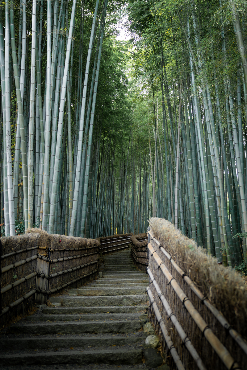 日本岚山美篇图片