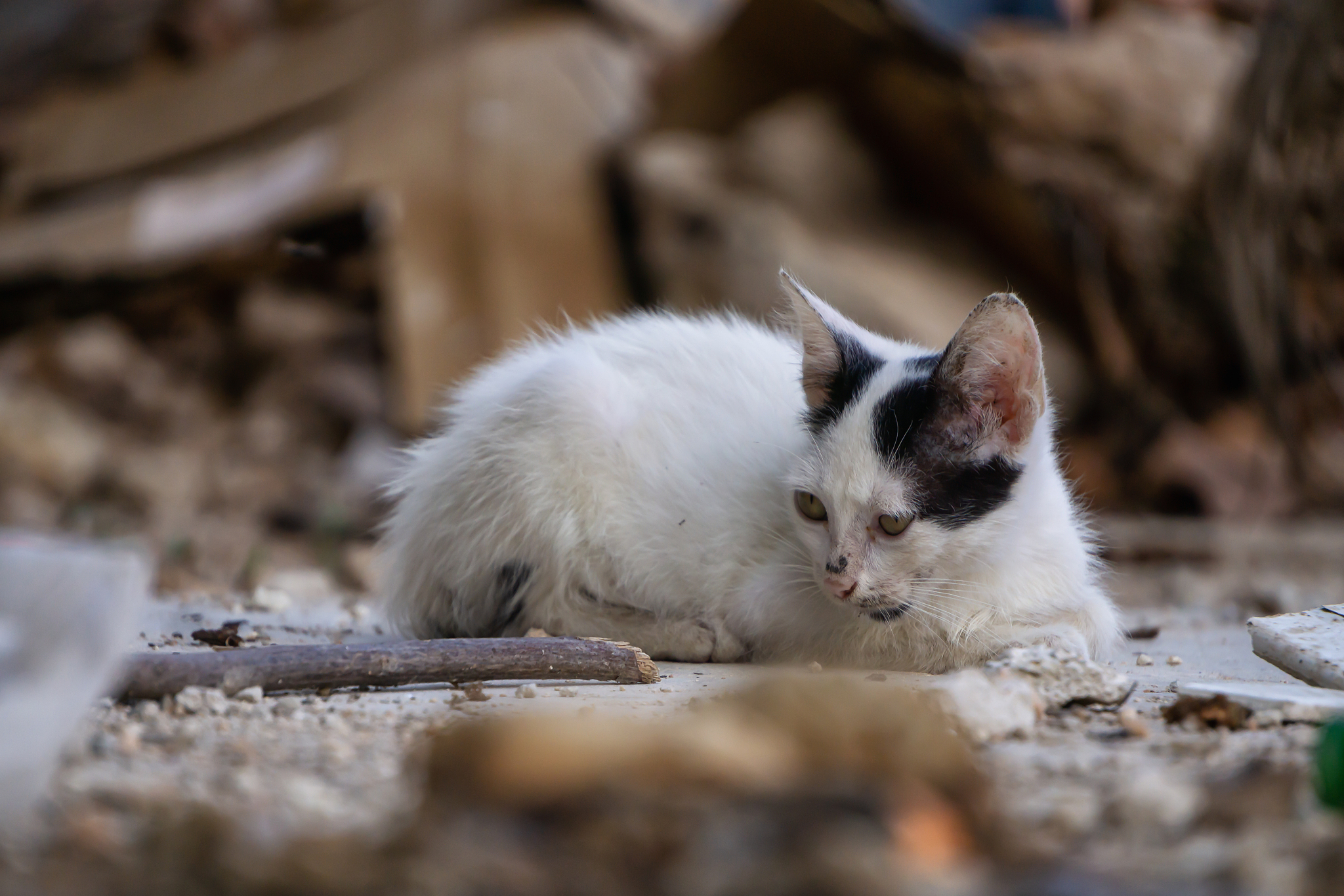那么,流浪猫冬天能承受多少度的寒冷呢?这是一个值得关注的问题.首先