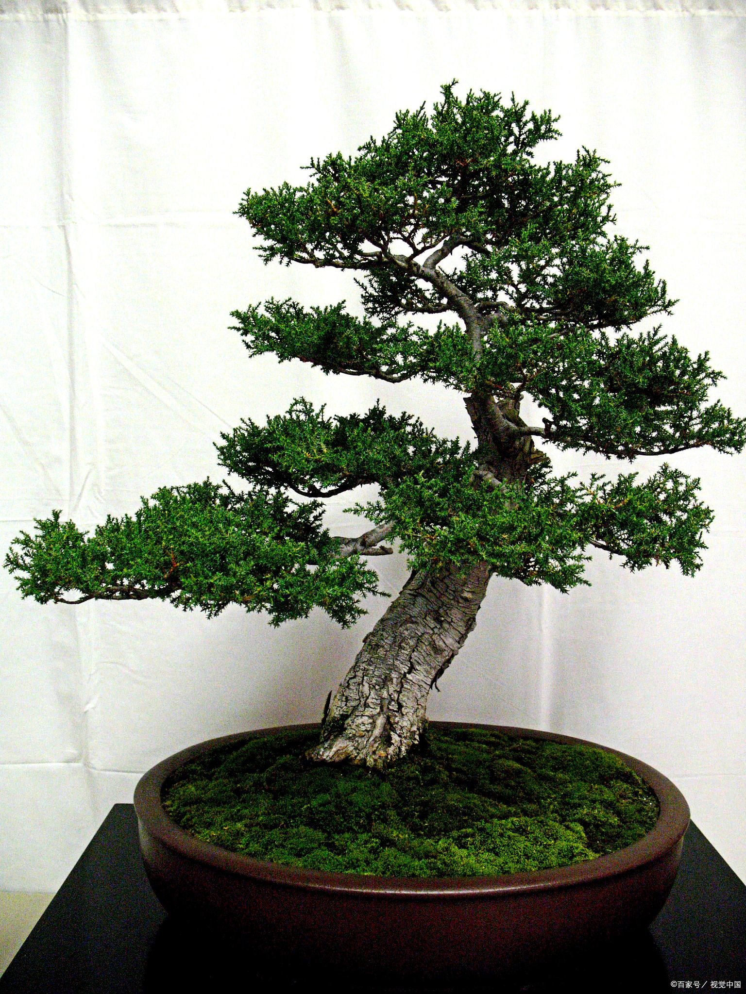 罗汉松需要什么生活环境