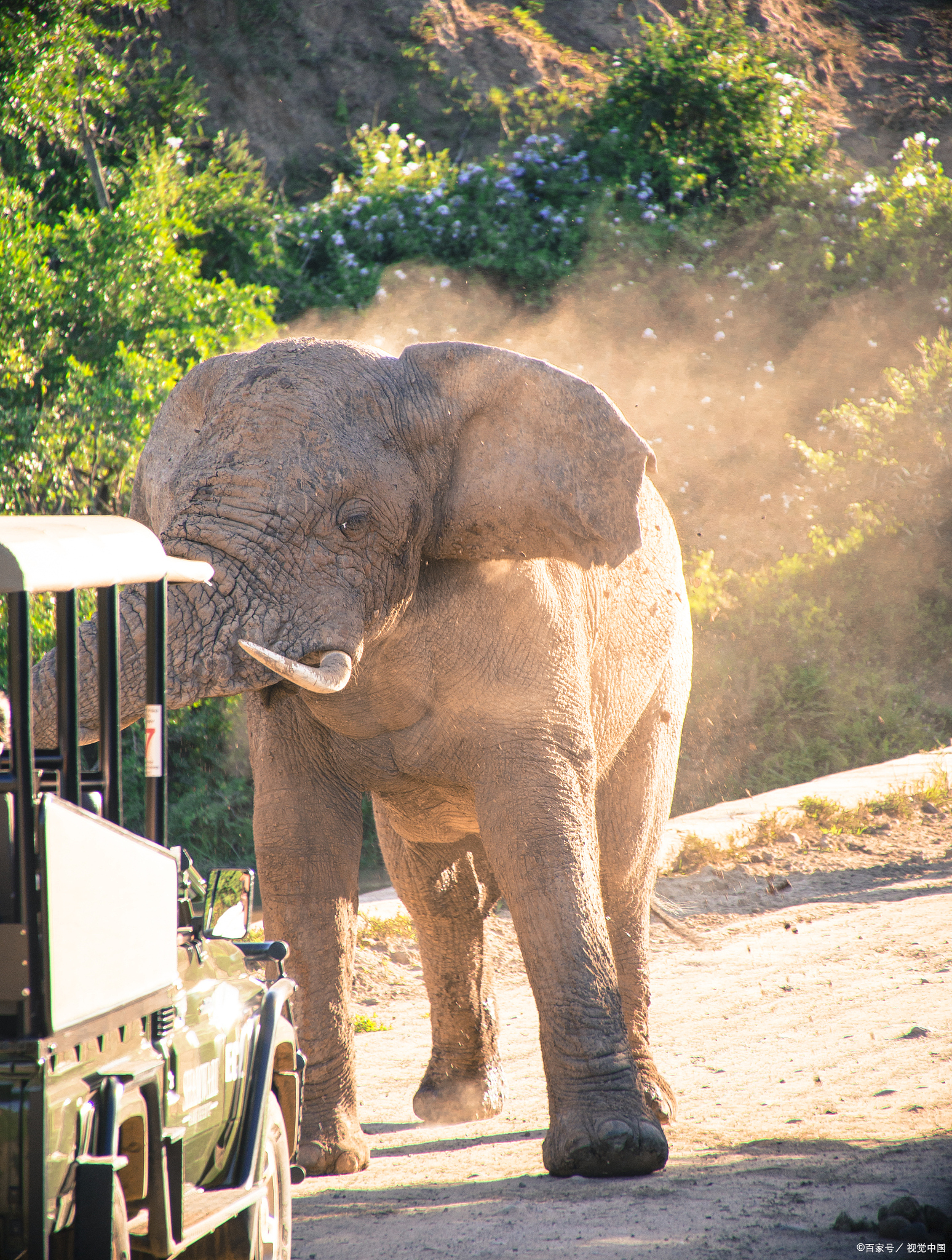 野象谷景点介绍|野象谷位于中国云南省西双版纳傣族自治州勐养镇勐养