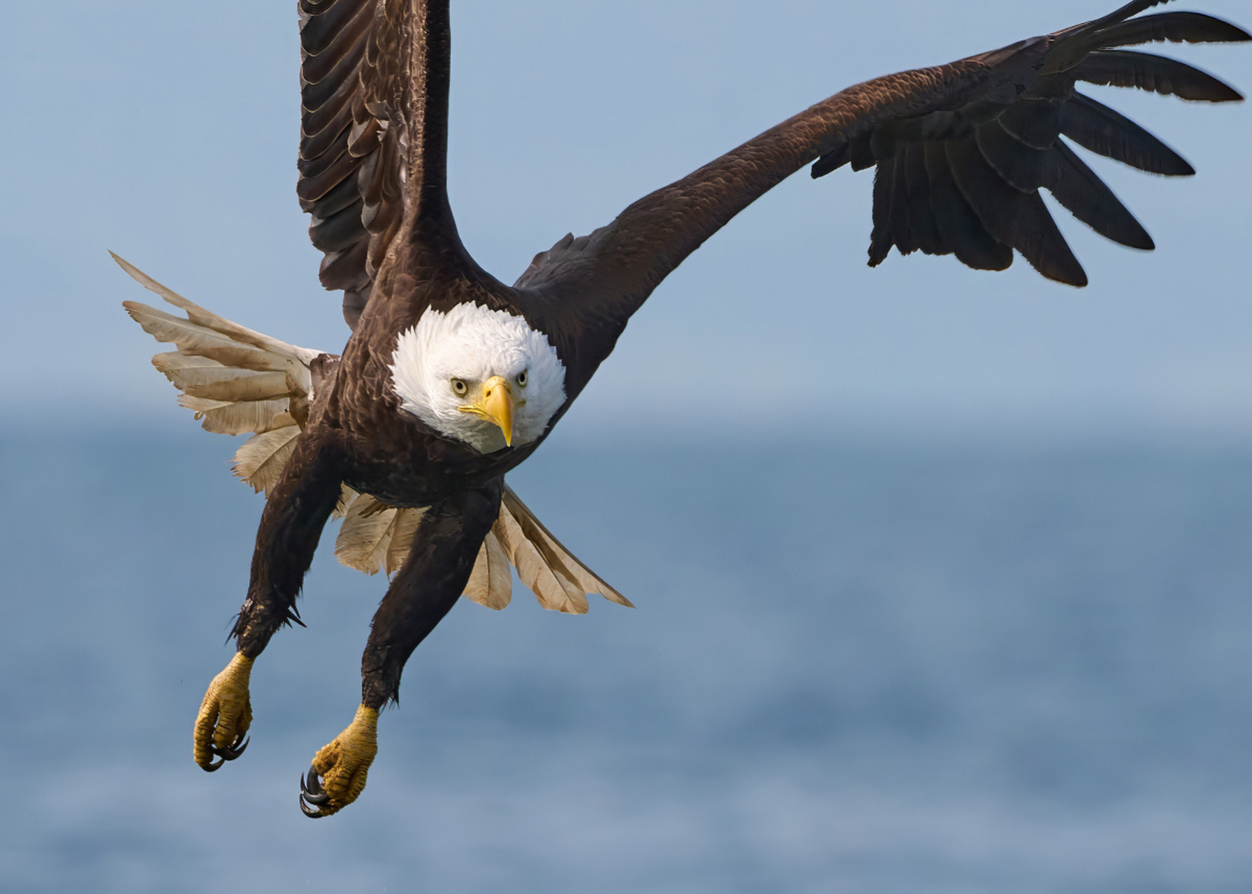 [原文:老鹰的生活习性是怎样的]