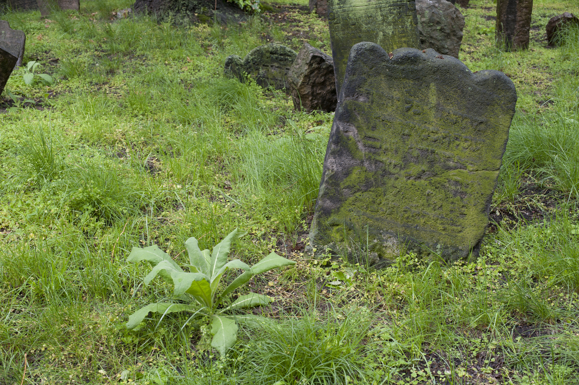在中国传统文化中,坟头长草象征着家族兴旺和财富.