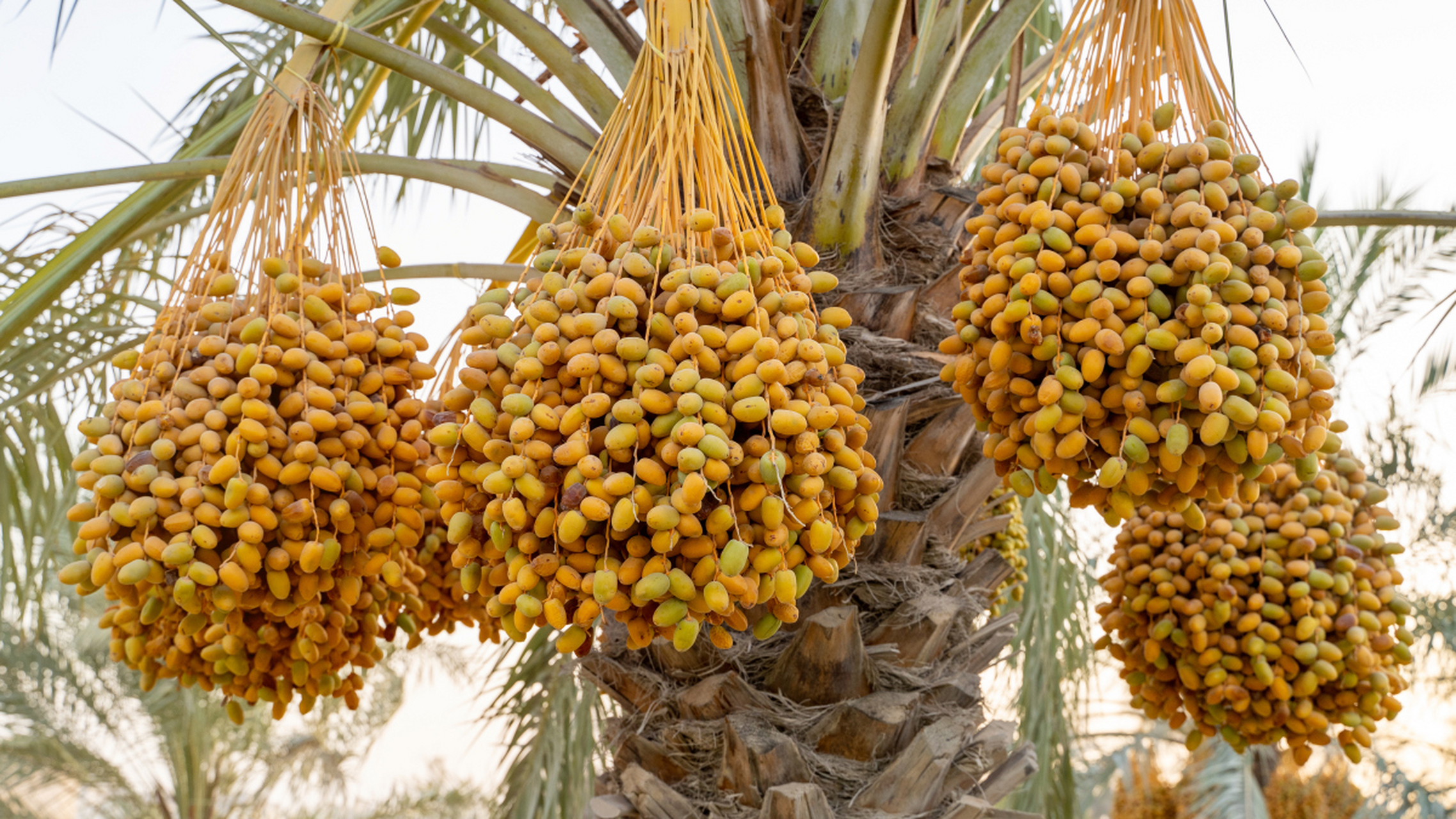 沙特椰枣是一种来自沙特阿拉伯的水果,也被称为"沙特枣"或"沙特巴旦枣