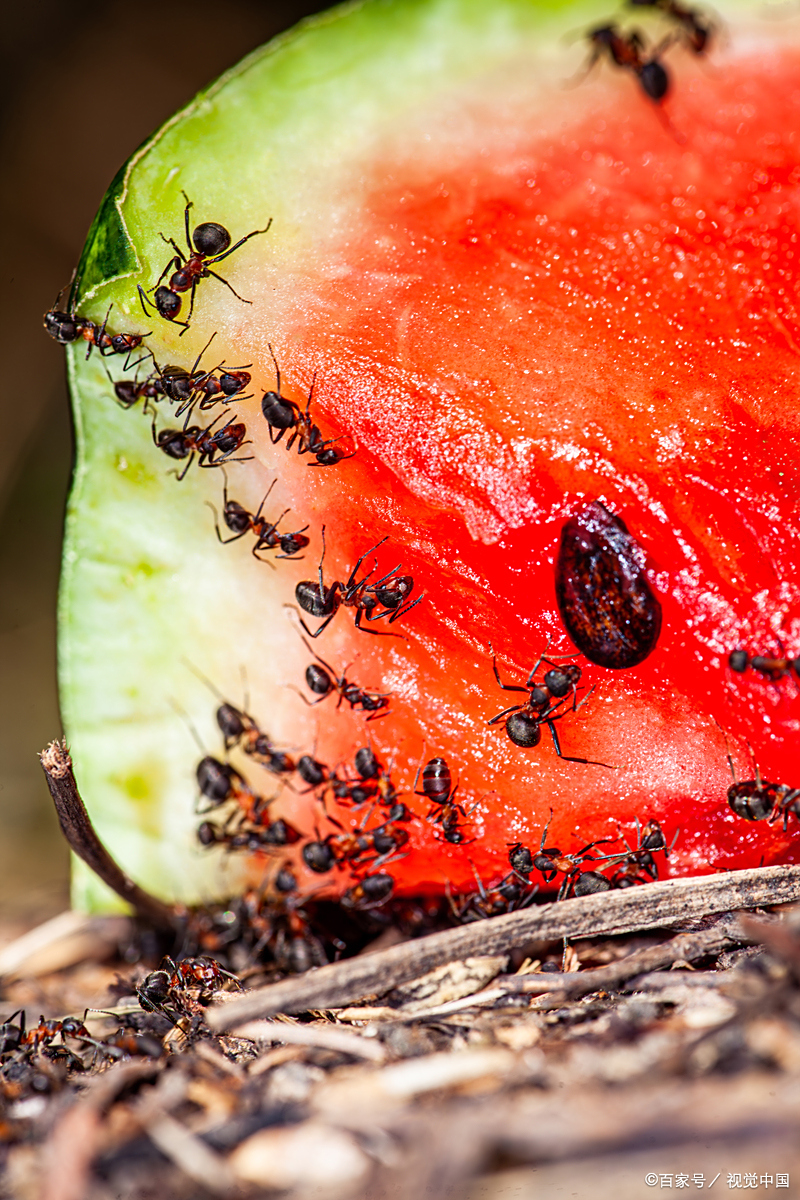 蚂蚁搜索种子_蚂蚁种子收索 蚂蚁搜刮种子_蚂蚁种子收索（蚂蚁种子搜索神器） 磁力资讯