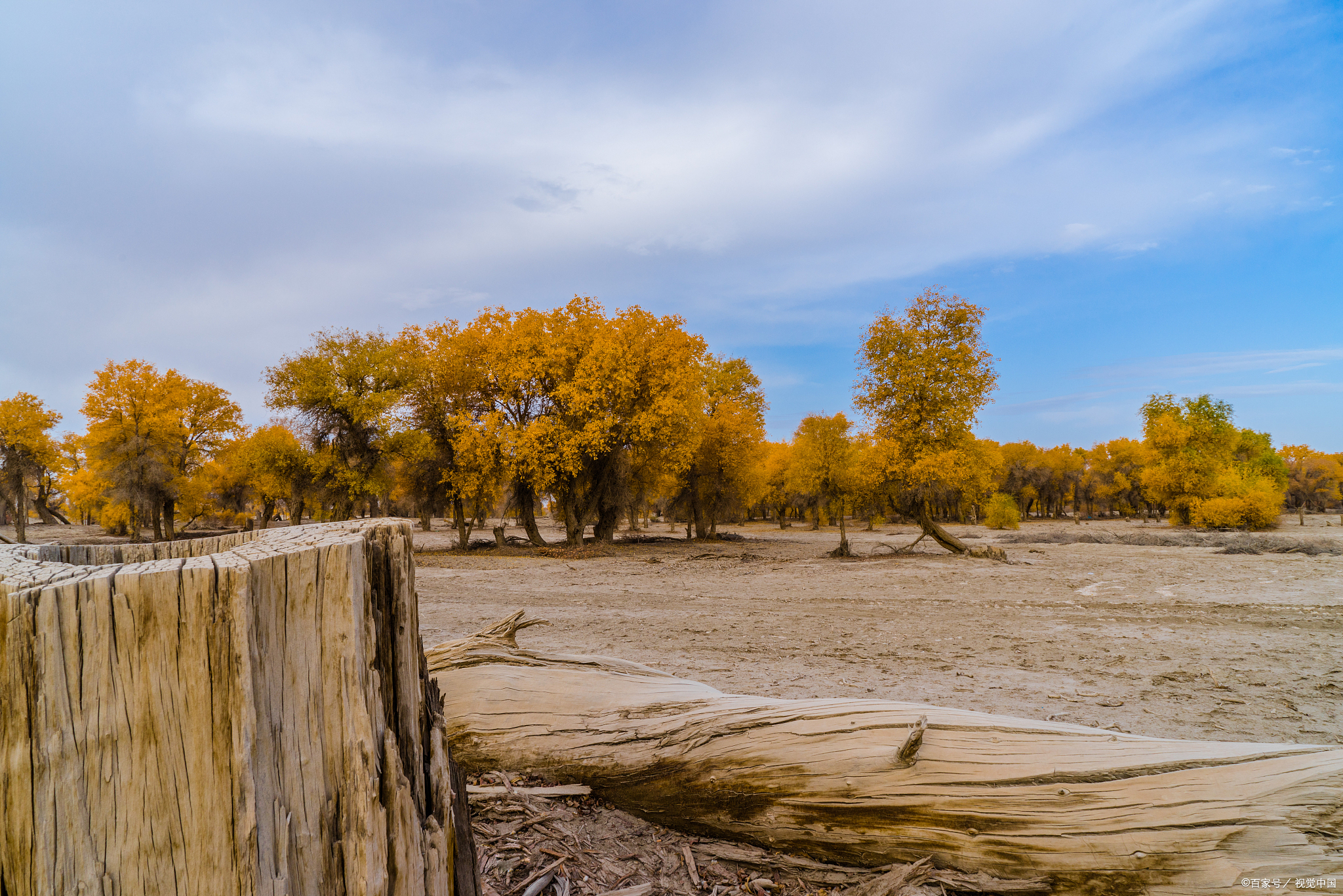 沙漠里的金色瀑布,新疆民丰50万亩,千年原始胡杨苏醒,每片叶子都在